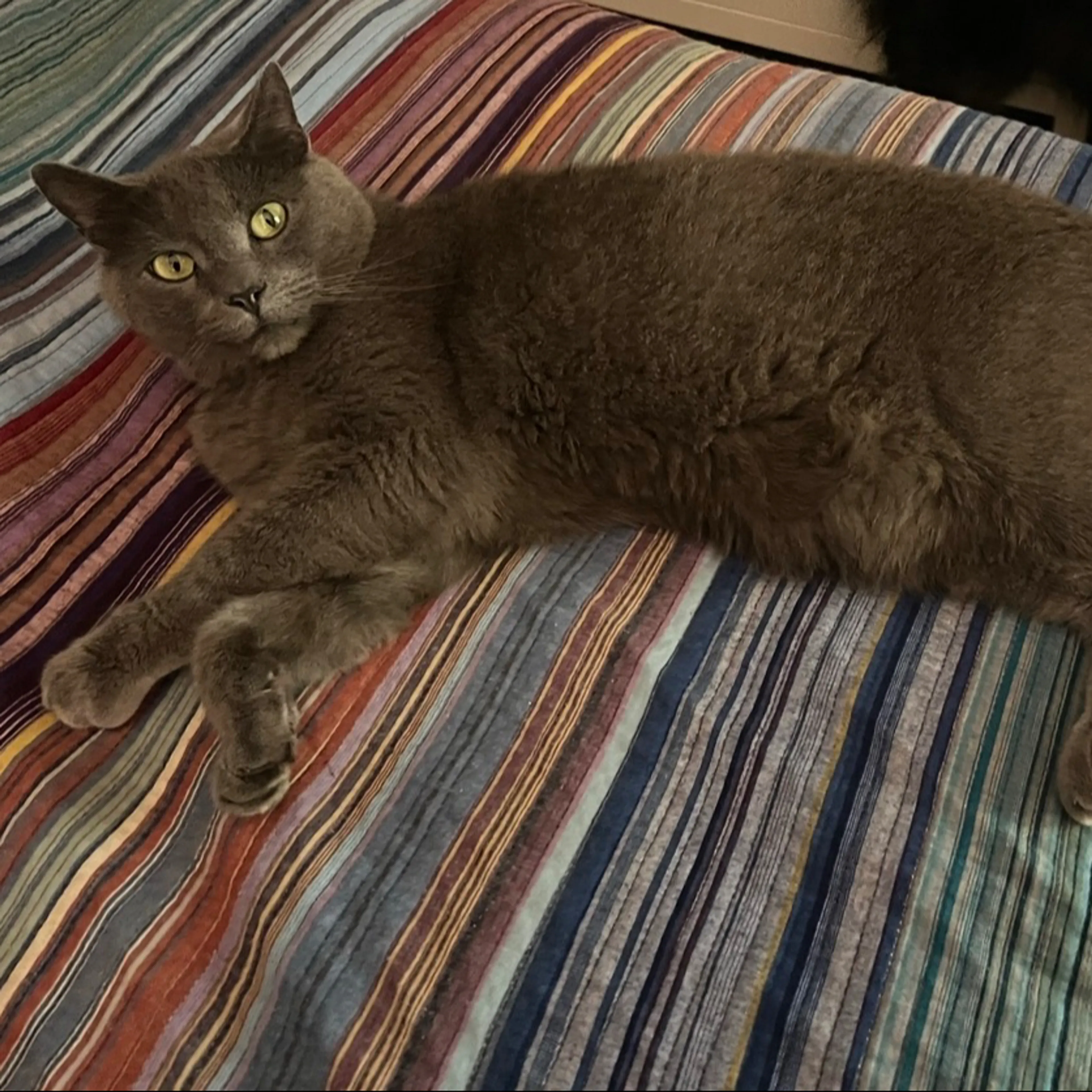 Lost pet-1