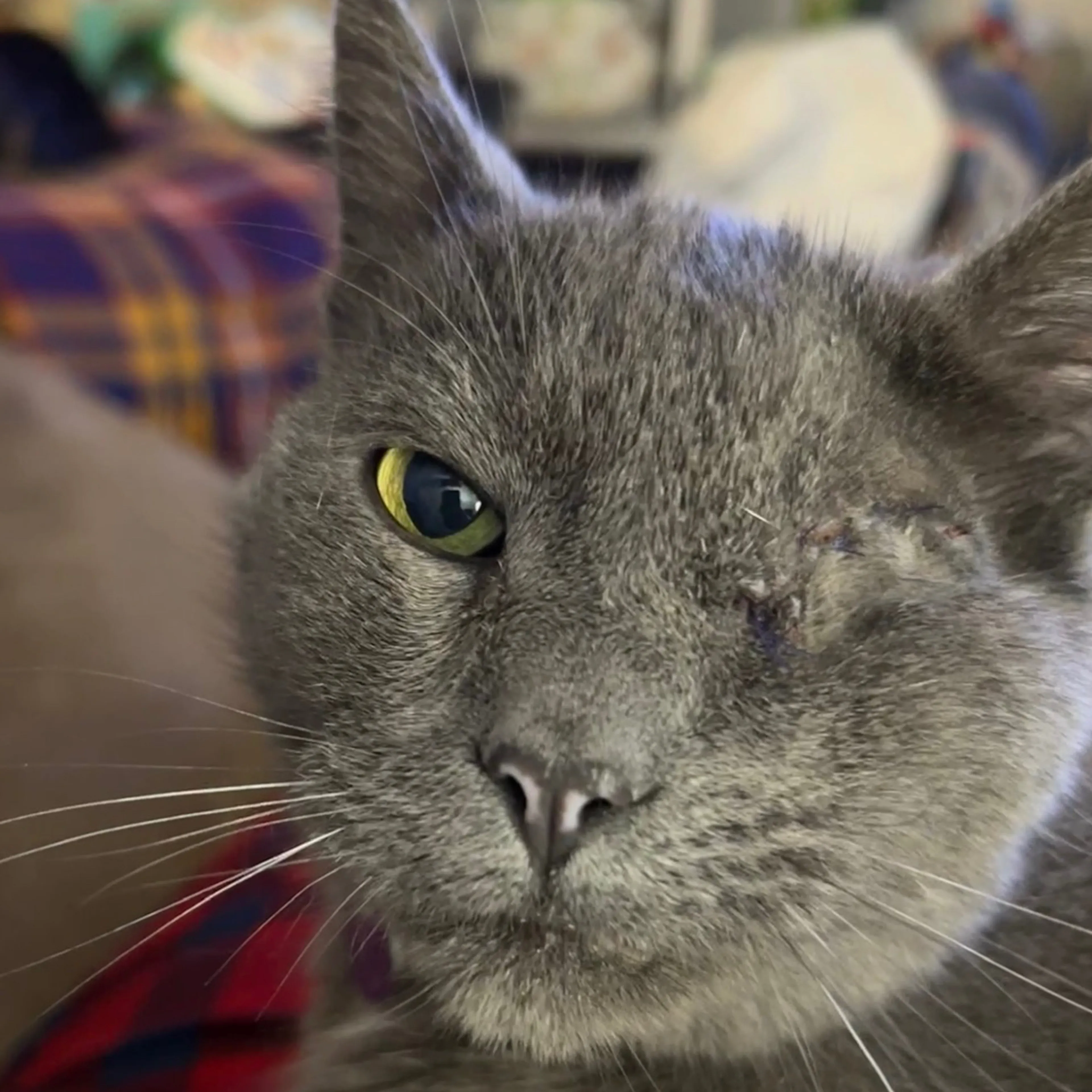 Lost pet-2
