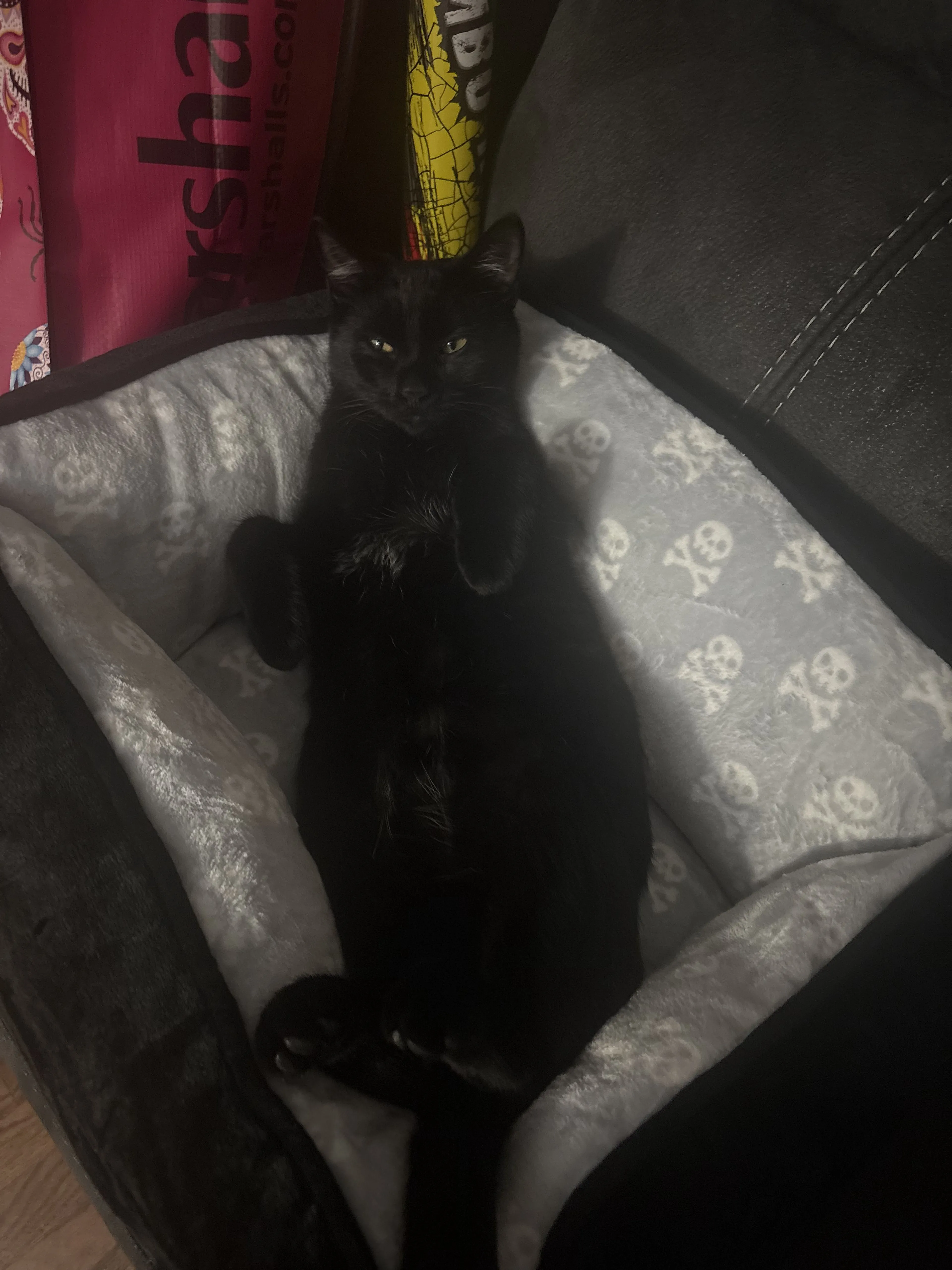 Lost pet-1
