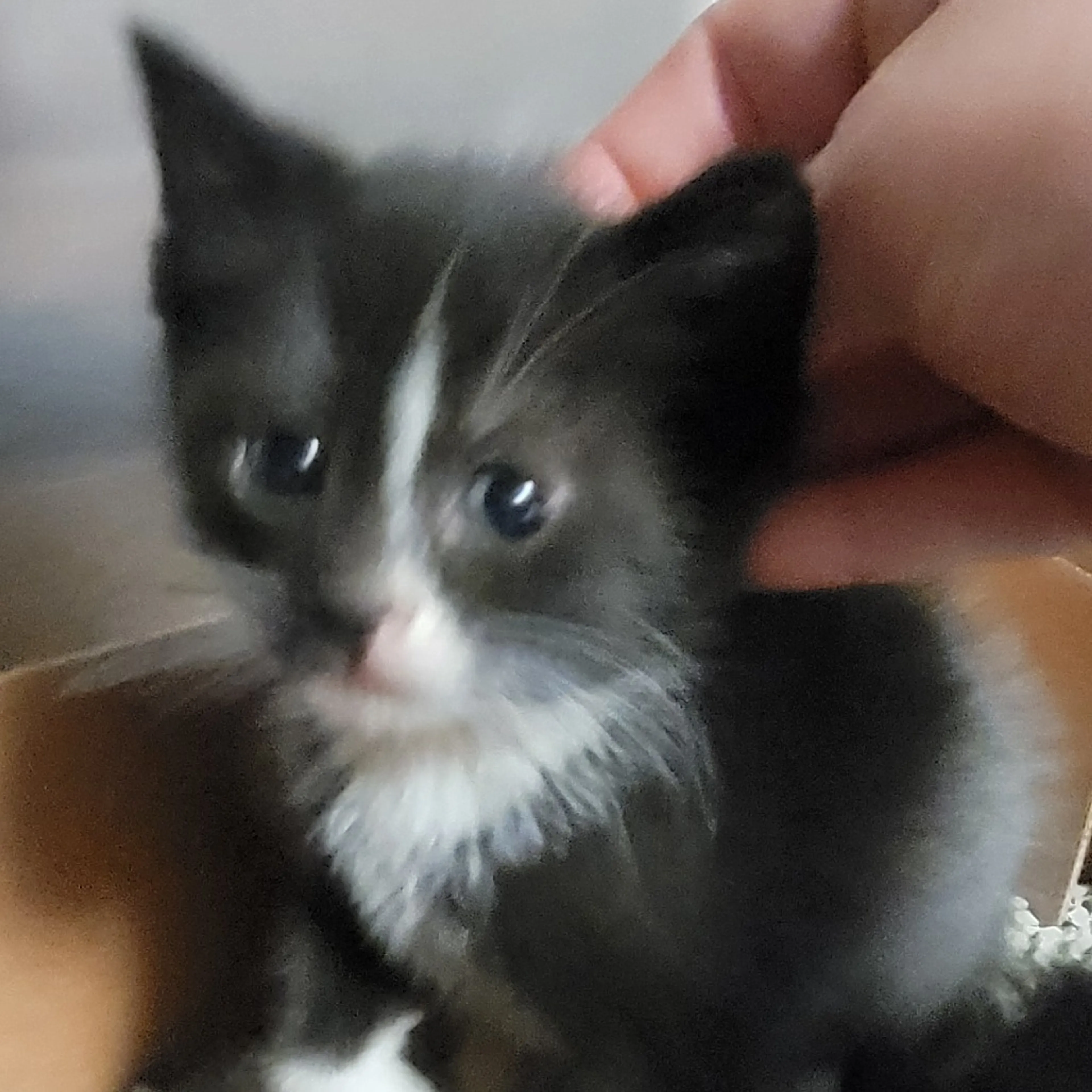 Found pet-0