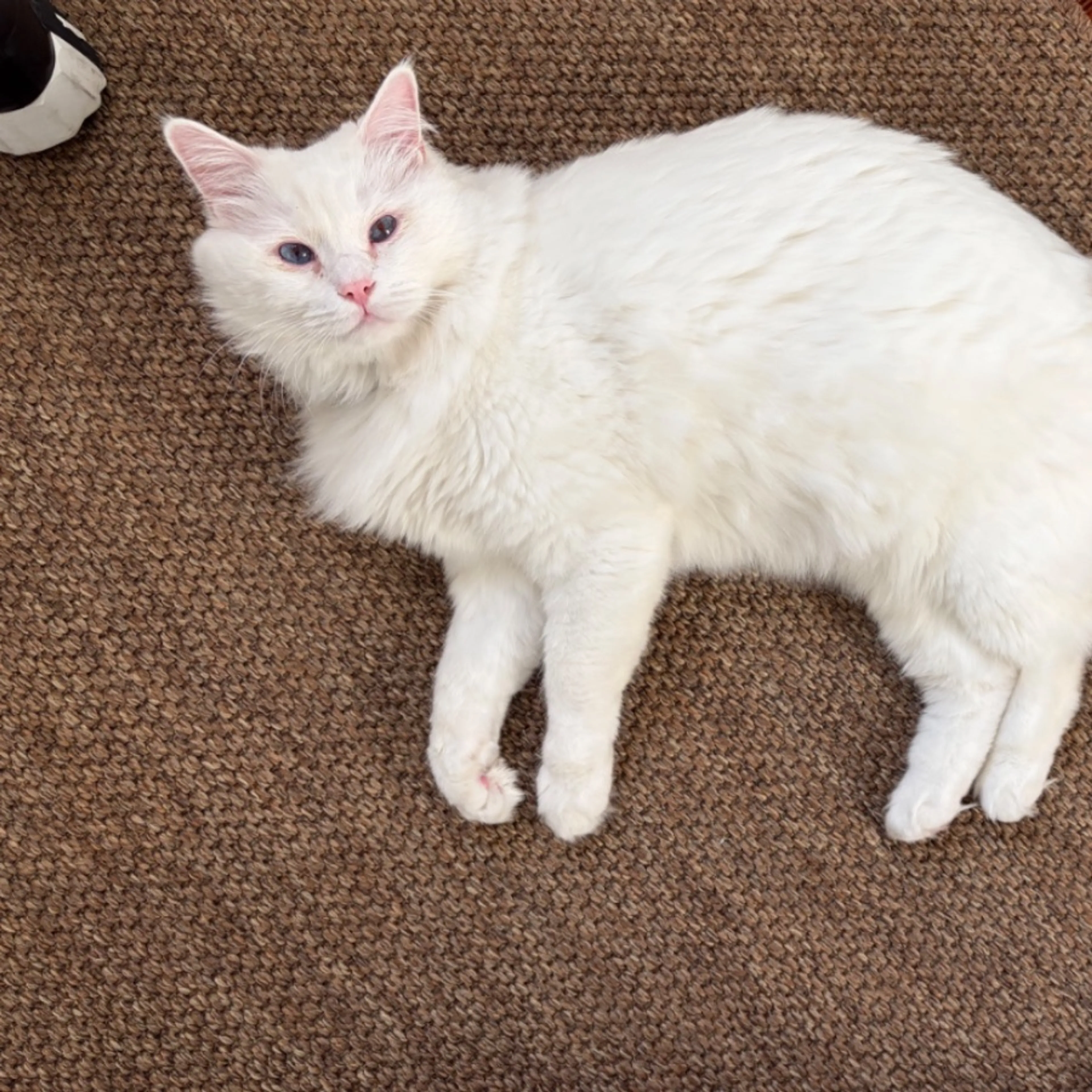 Lost pet