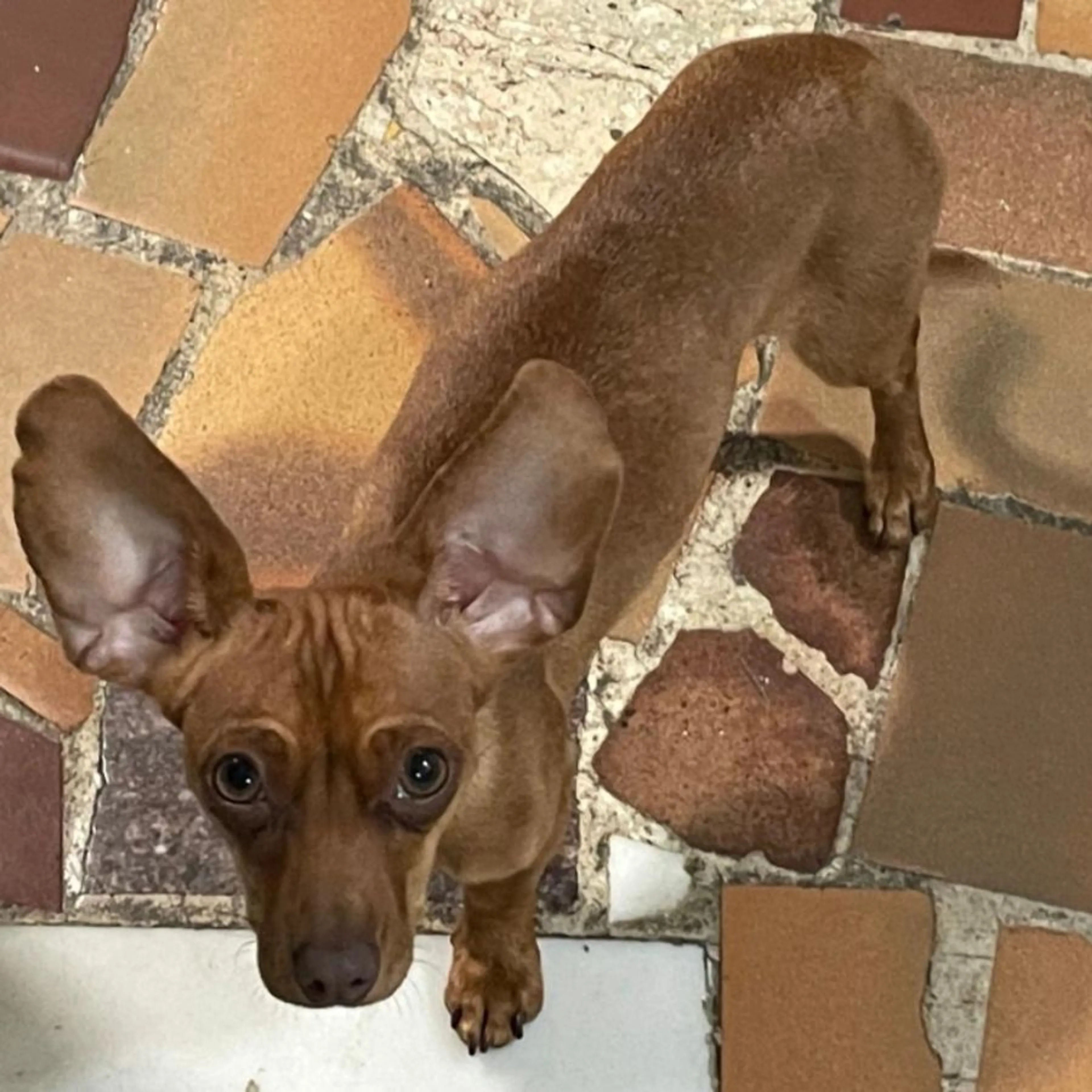 Found pet