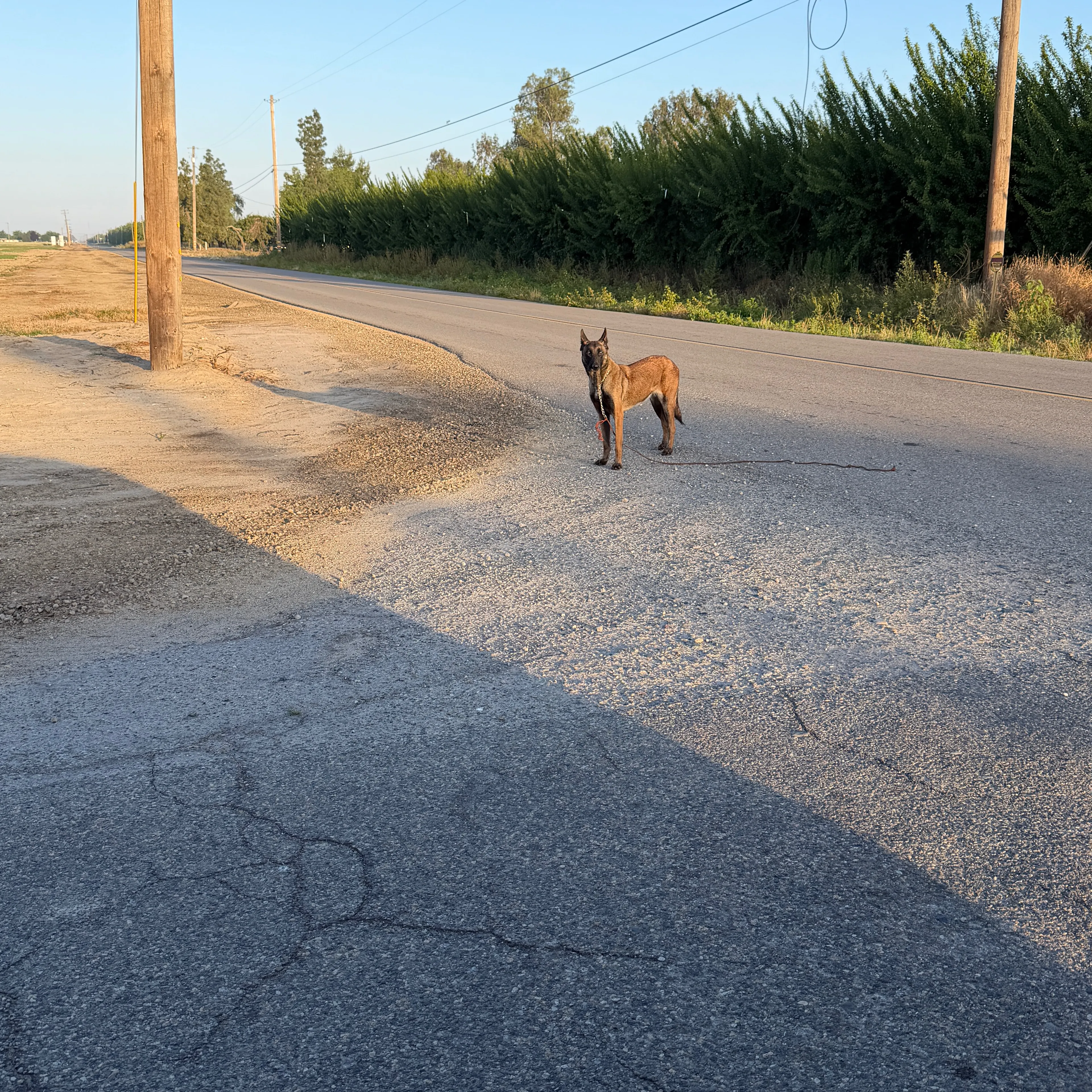 Found pet-1