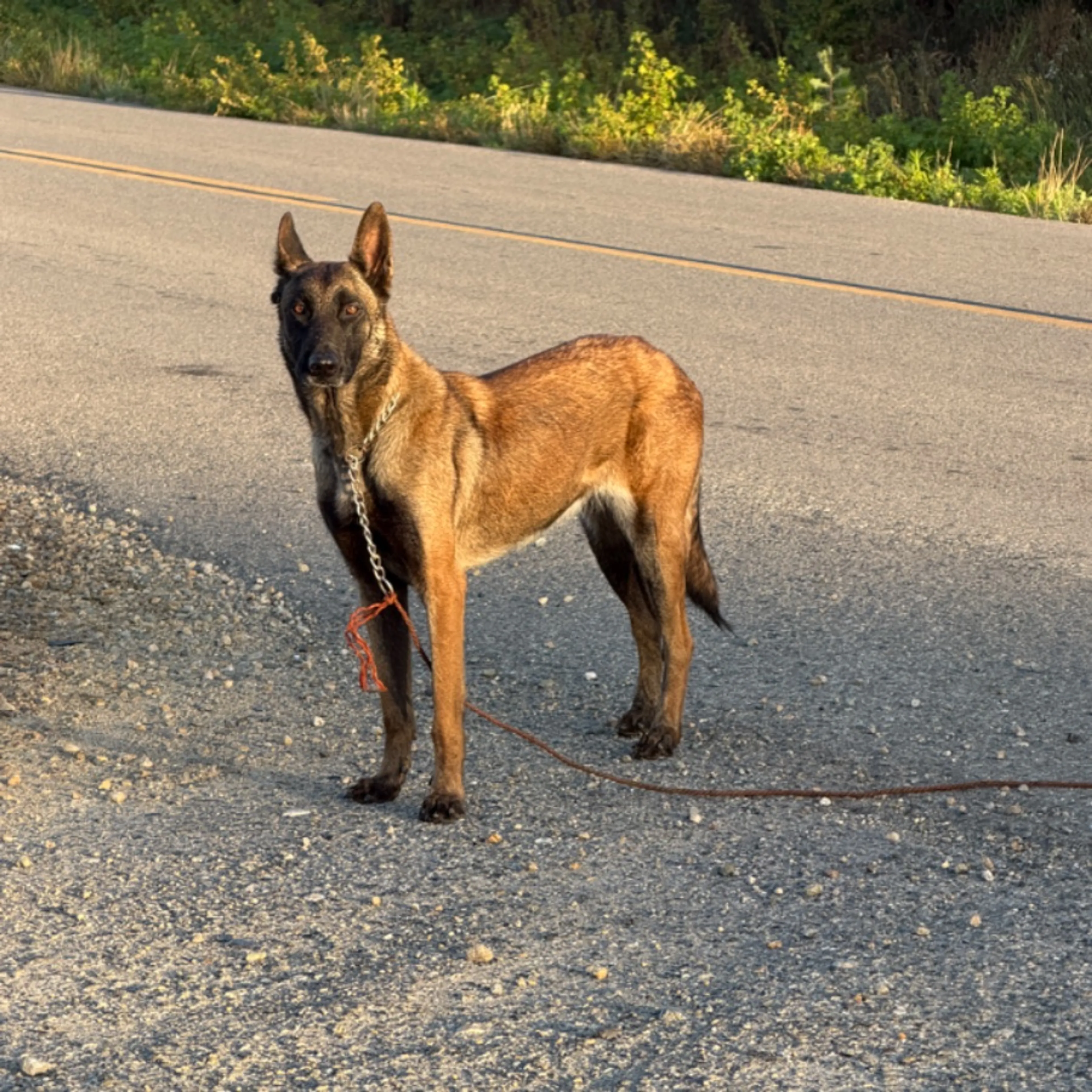 Found pet-0