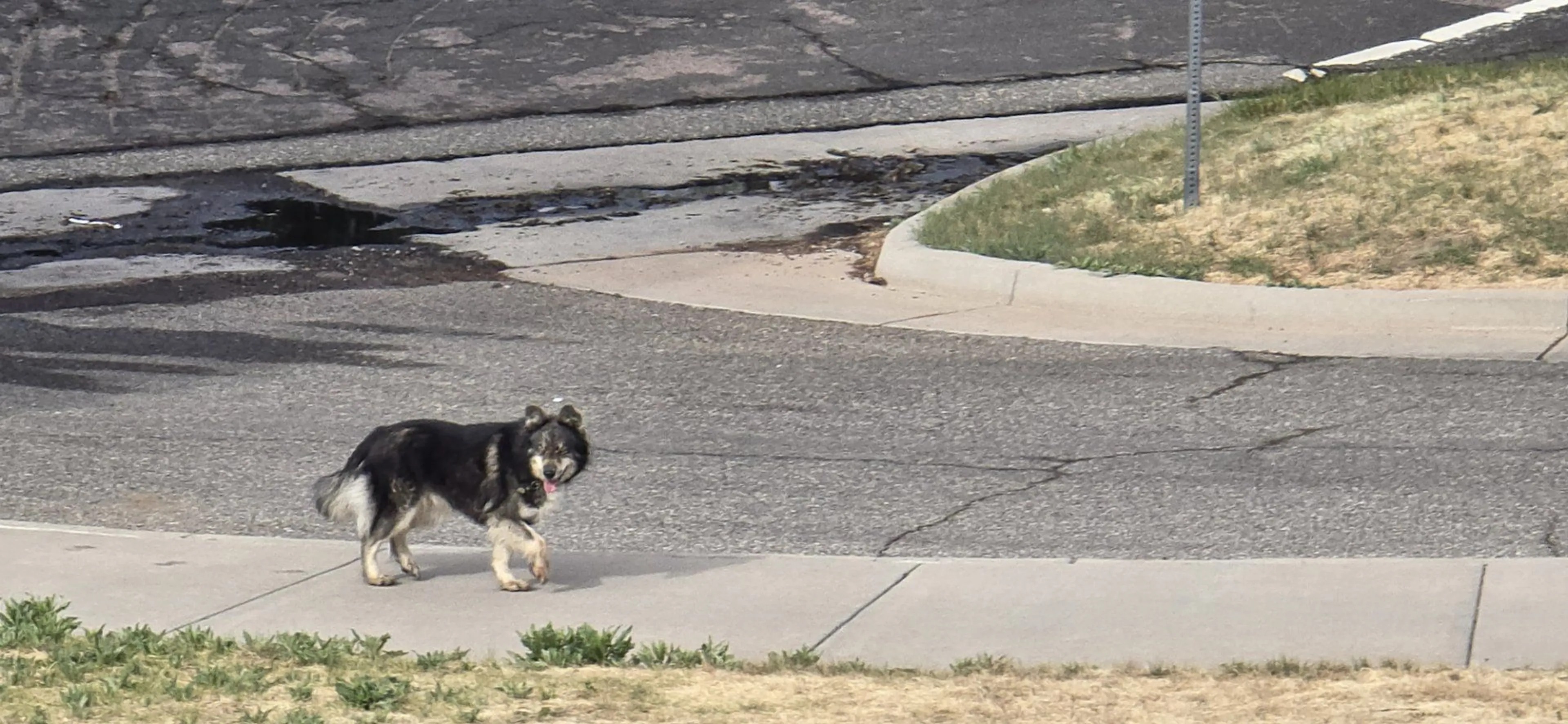 Lost pet-0