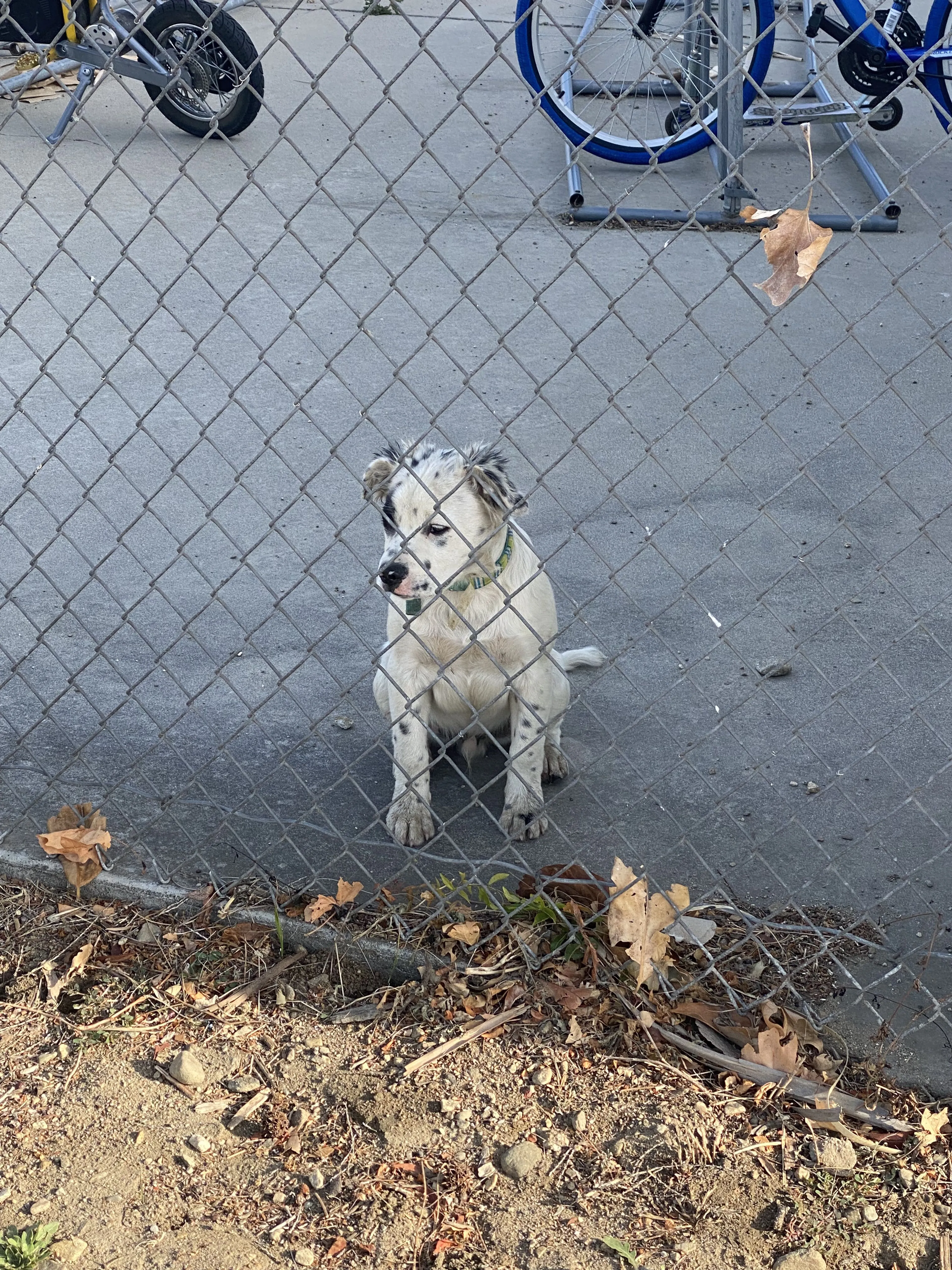 Lost pet-1