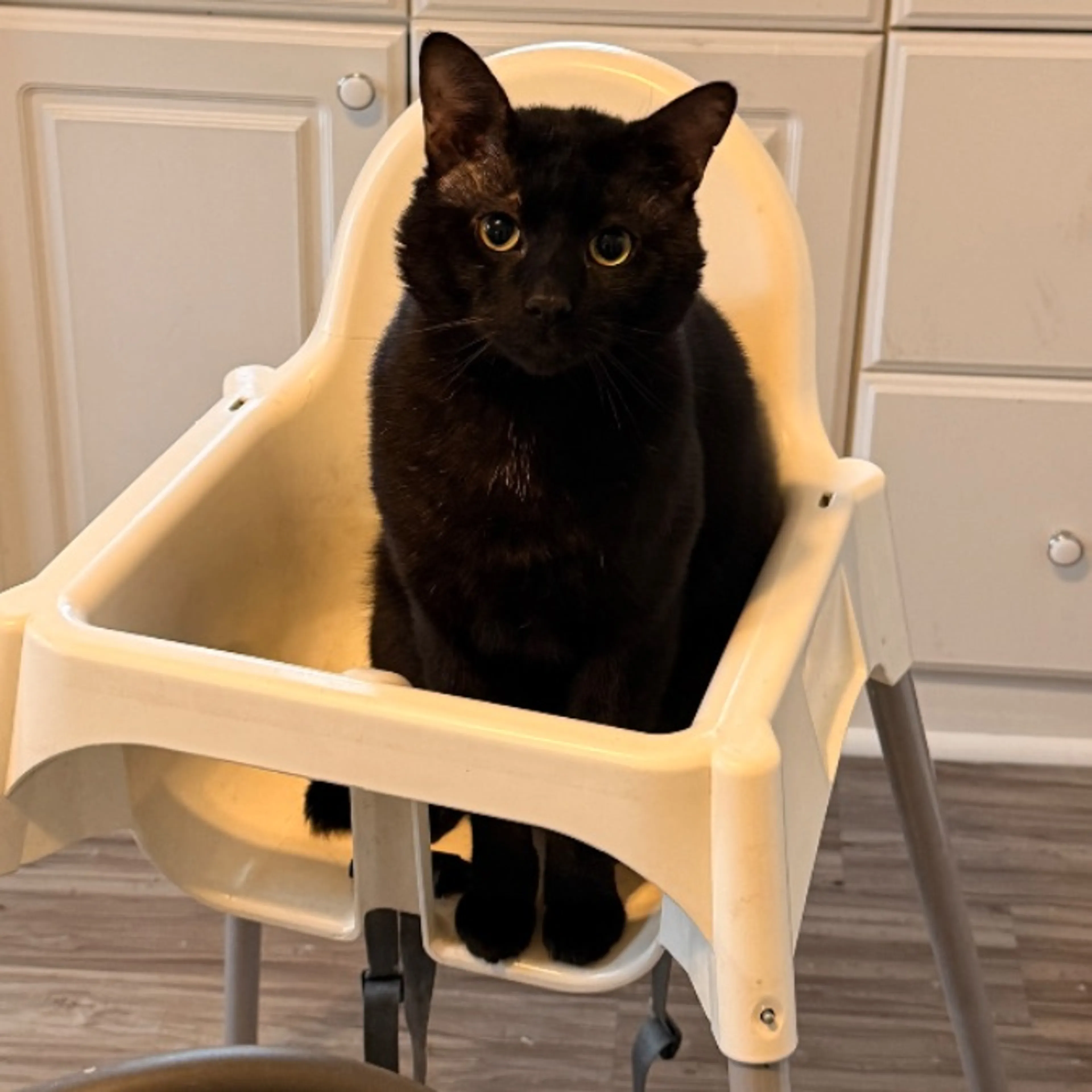 Lost pet