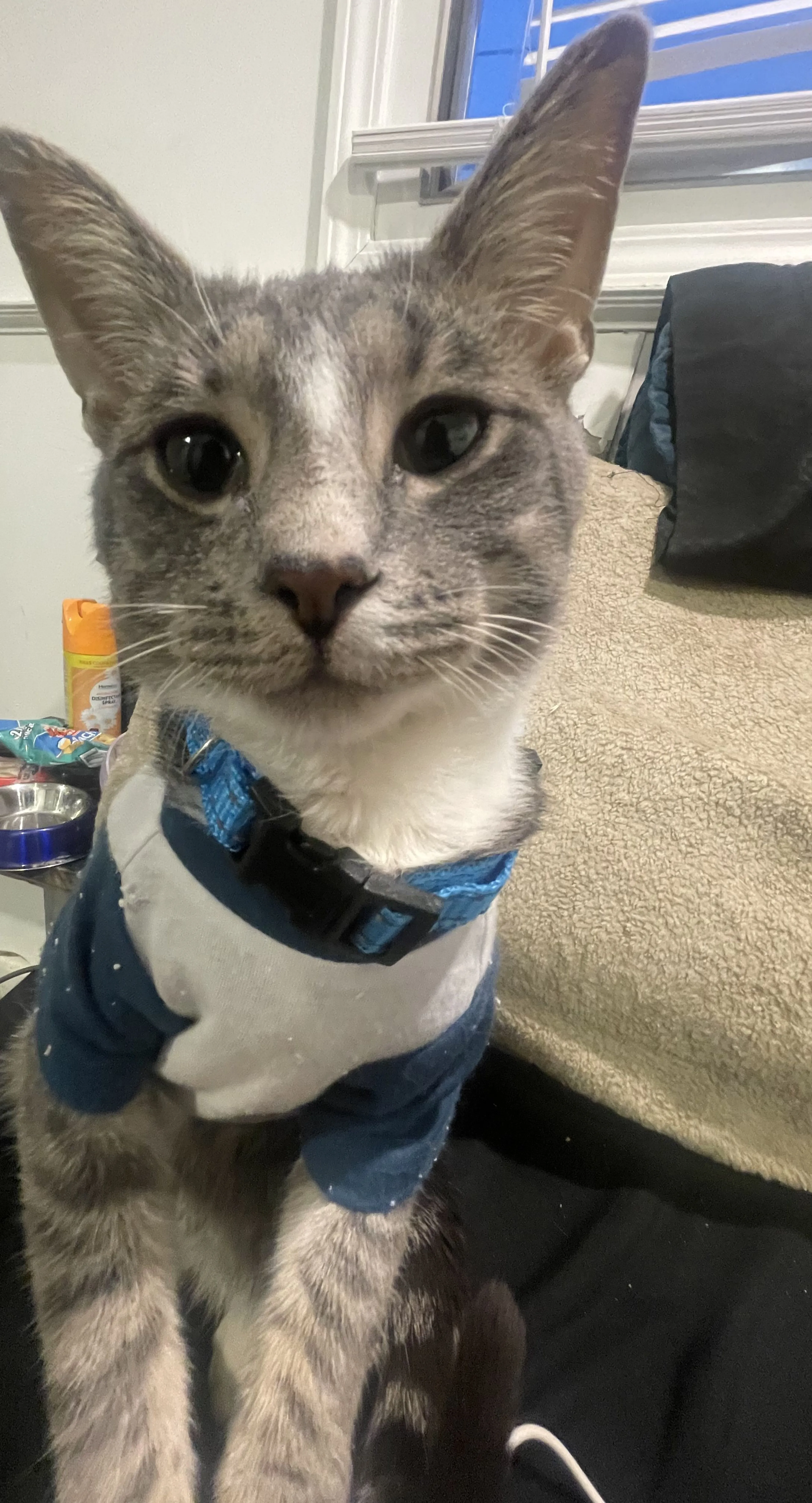 Lost pet-3