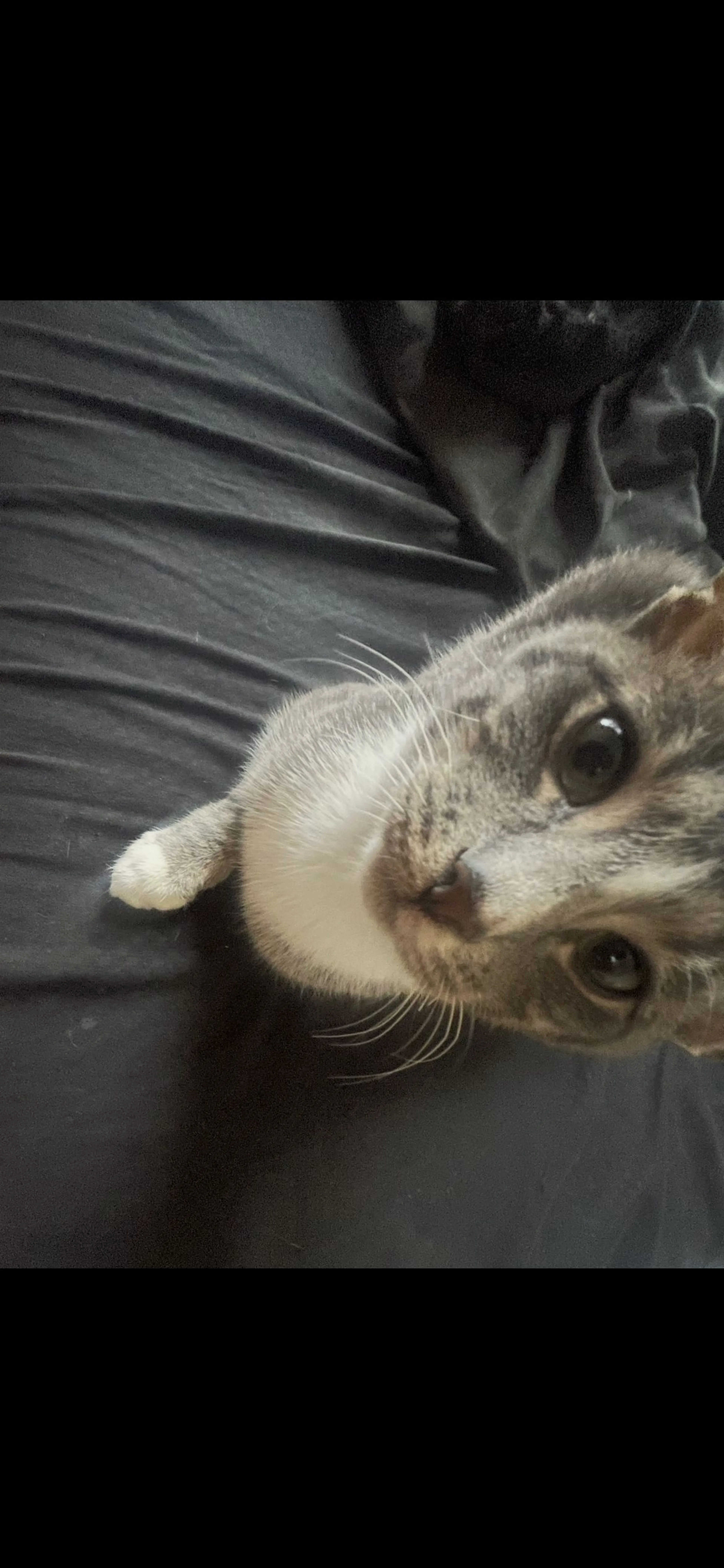 Lost pet-0