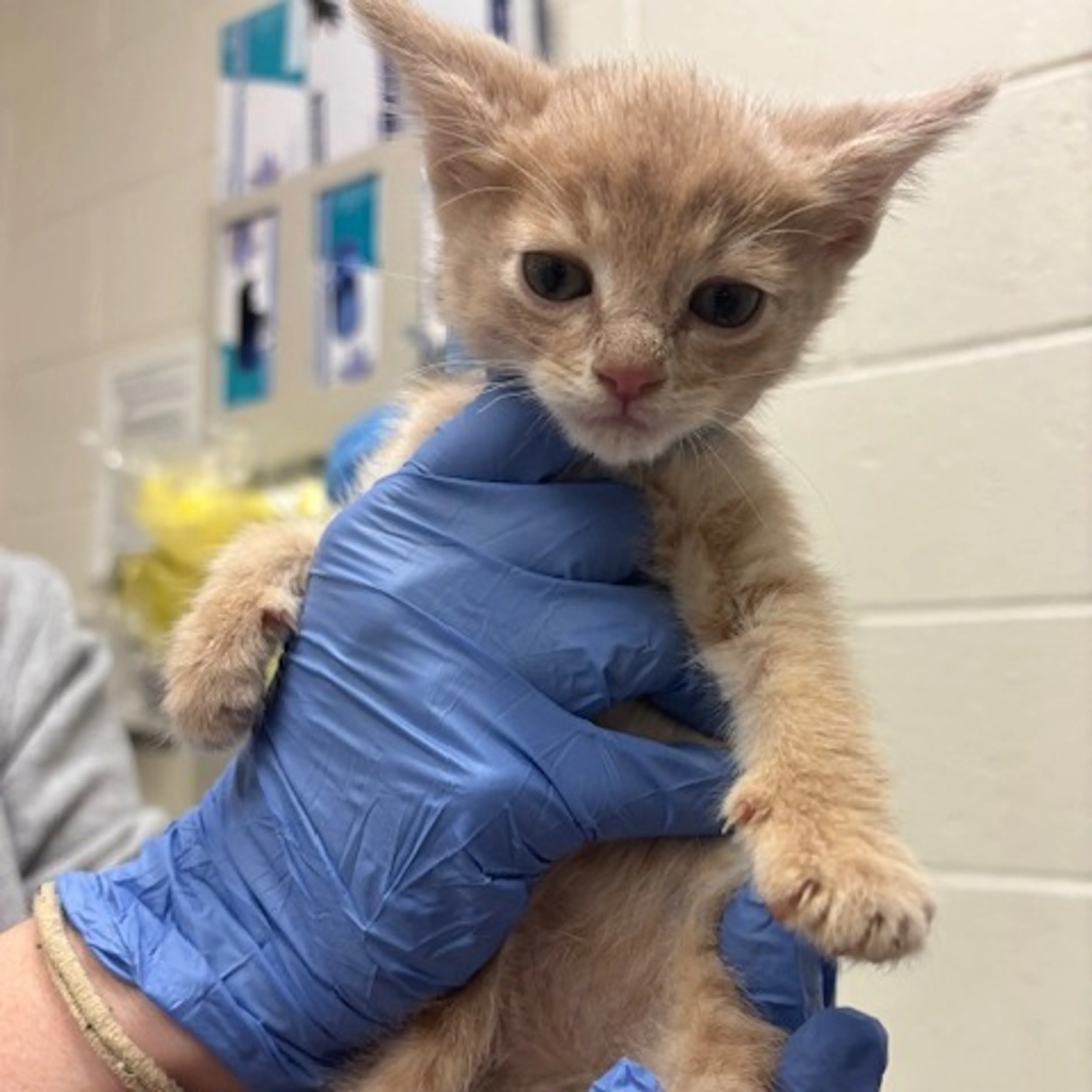 Found pet