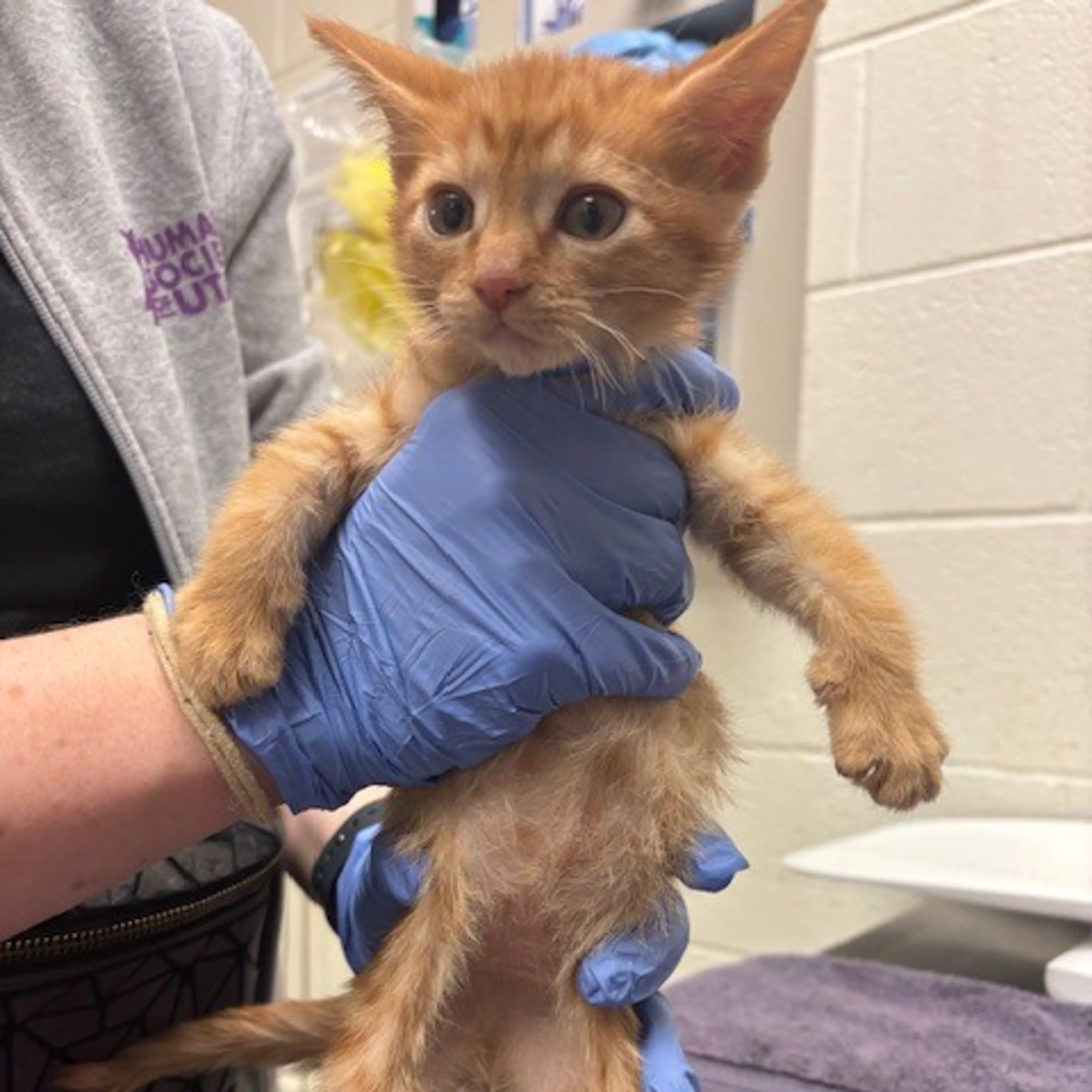 Found pet