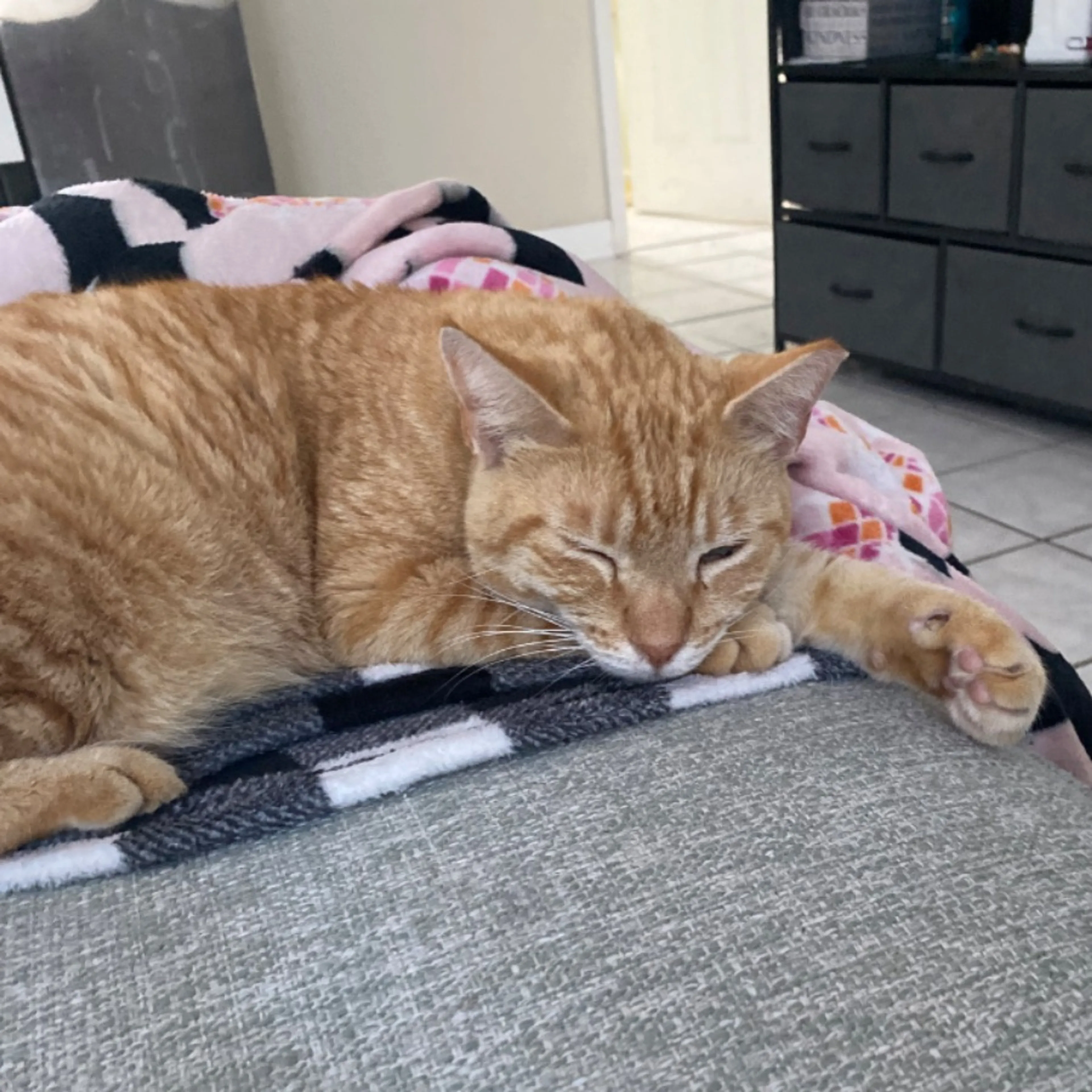 Lost pet