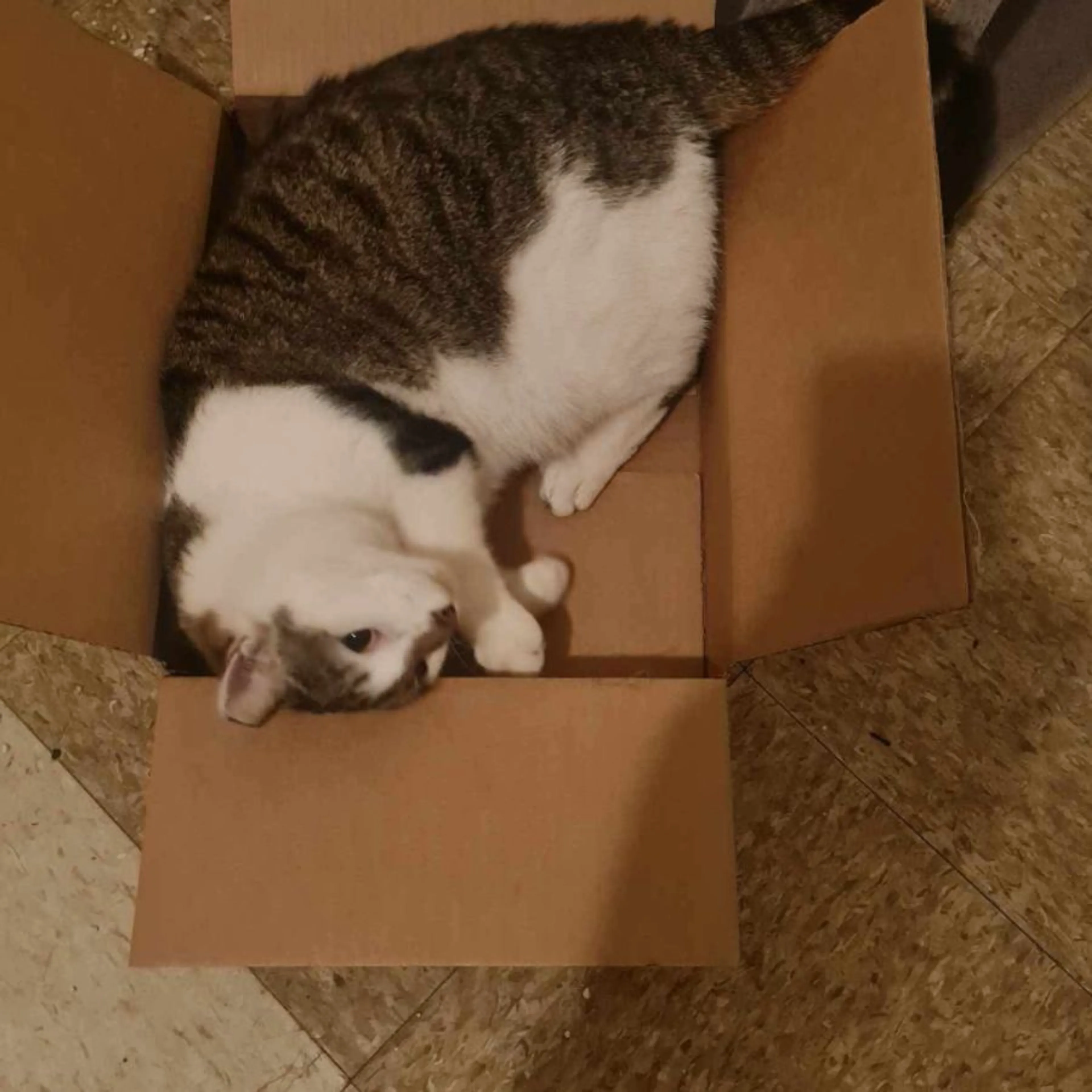 Lost pet