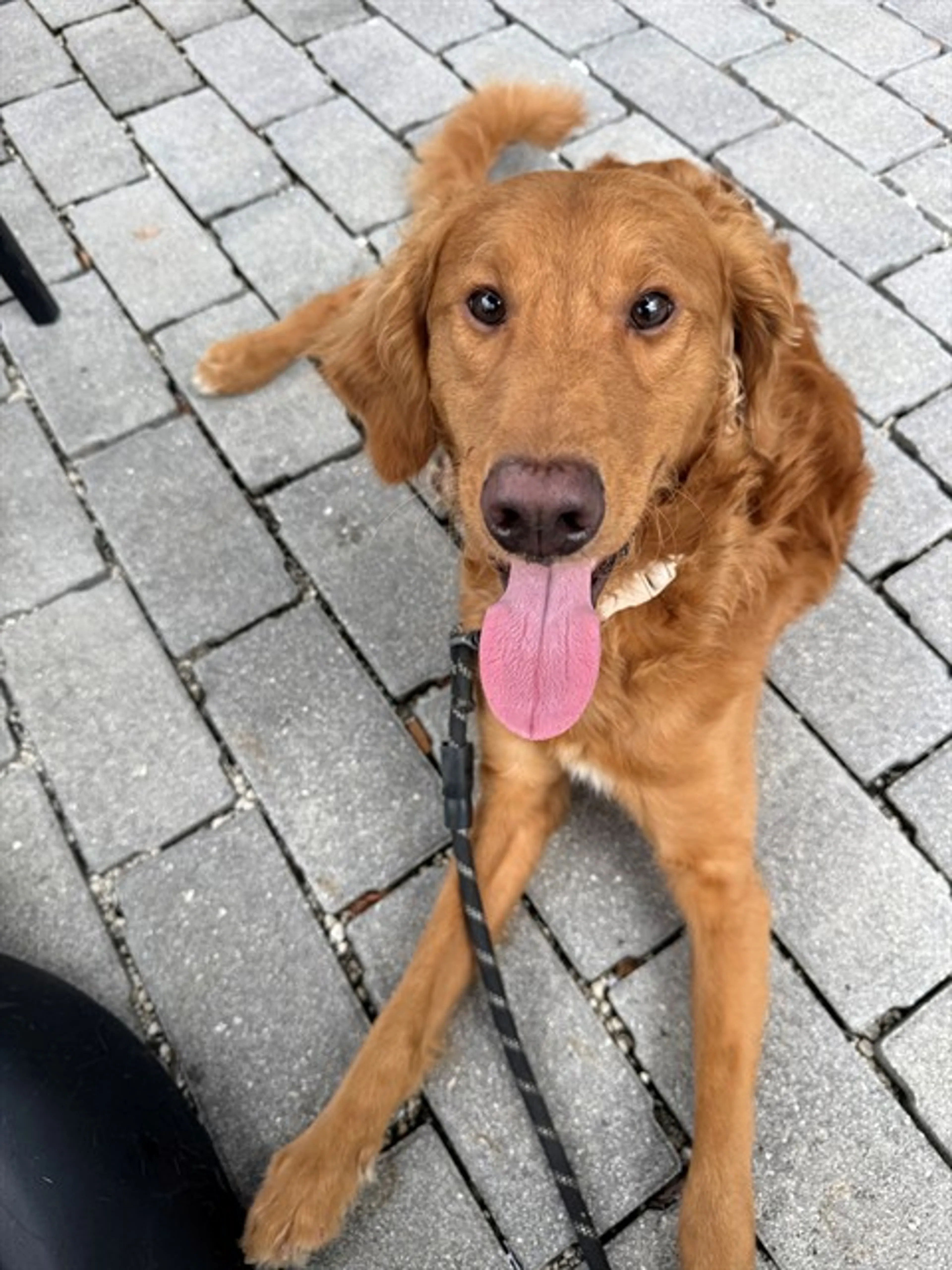 Found pet