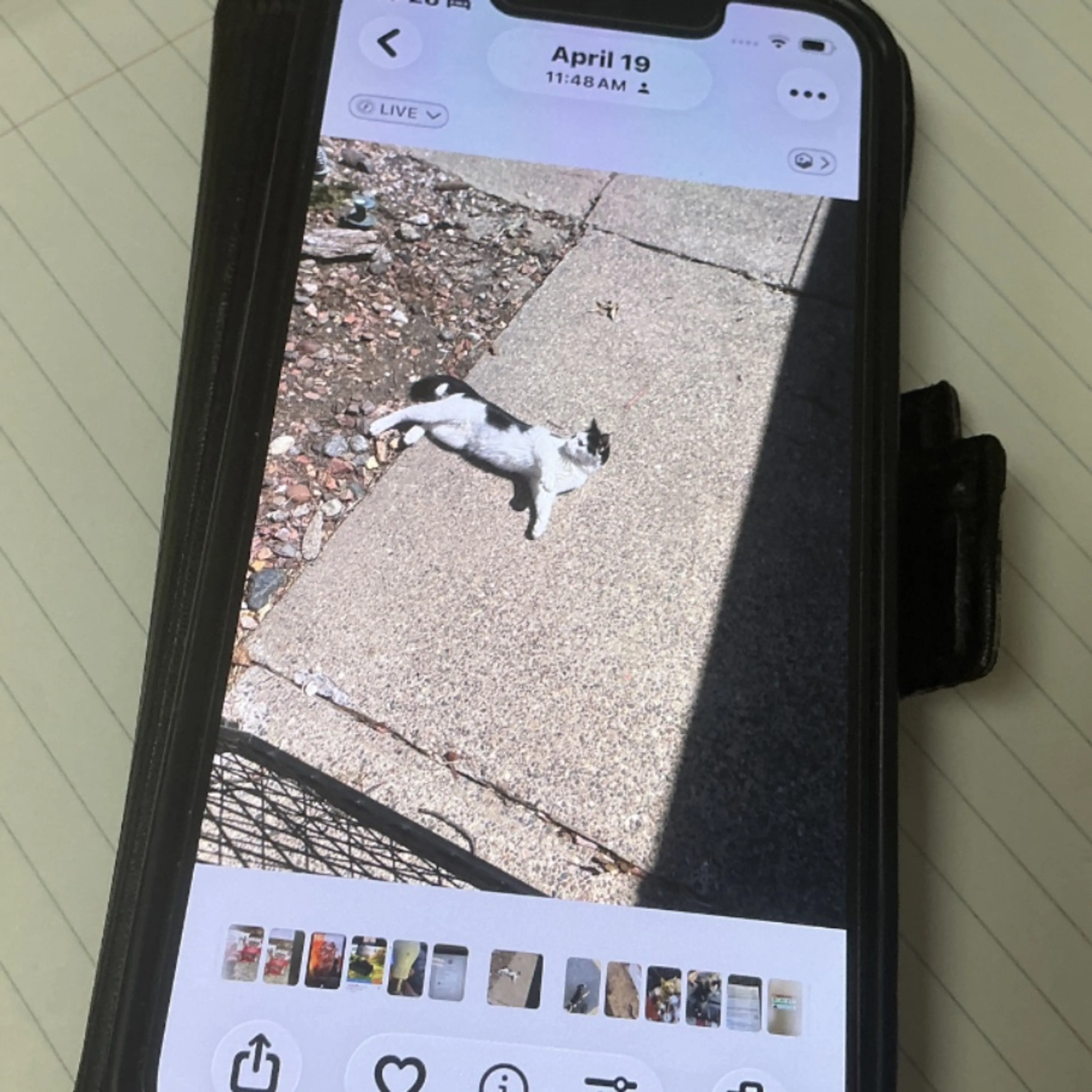 Found pet