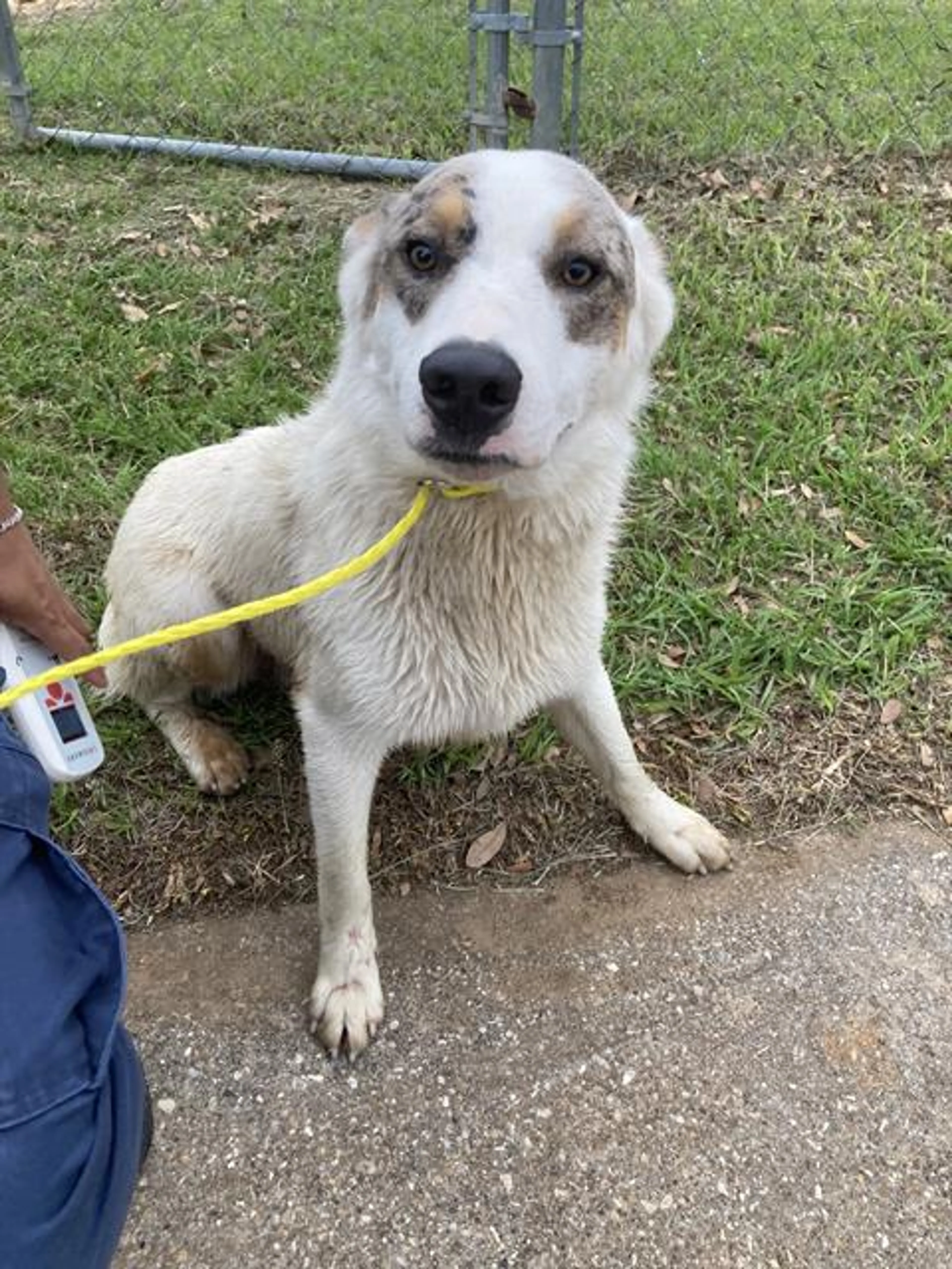 Found pet