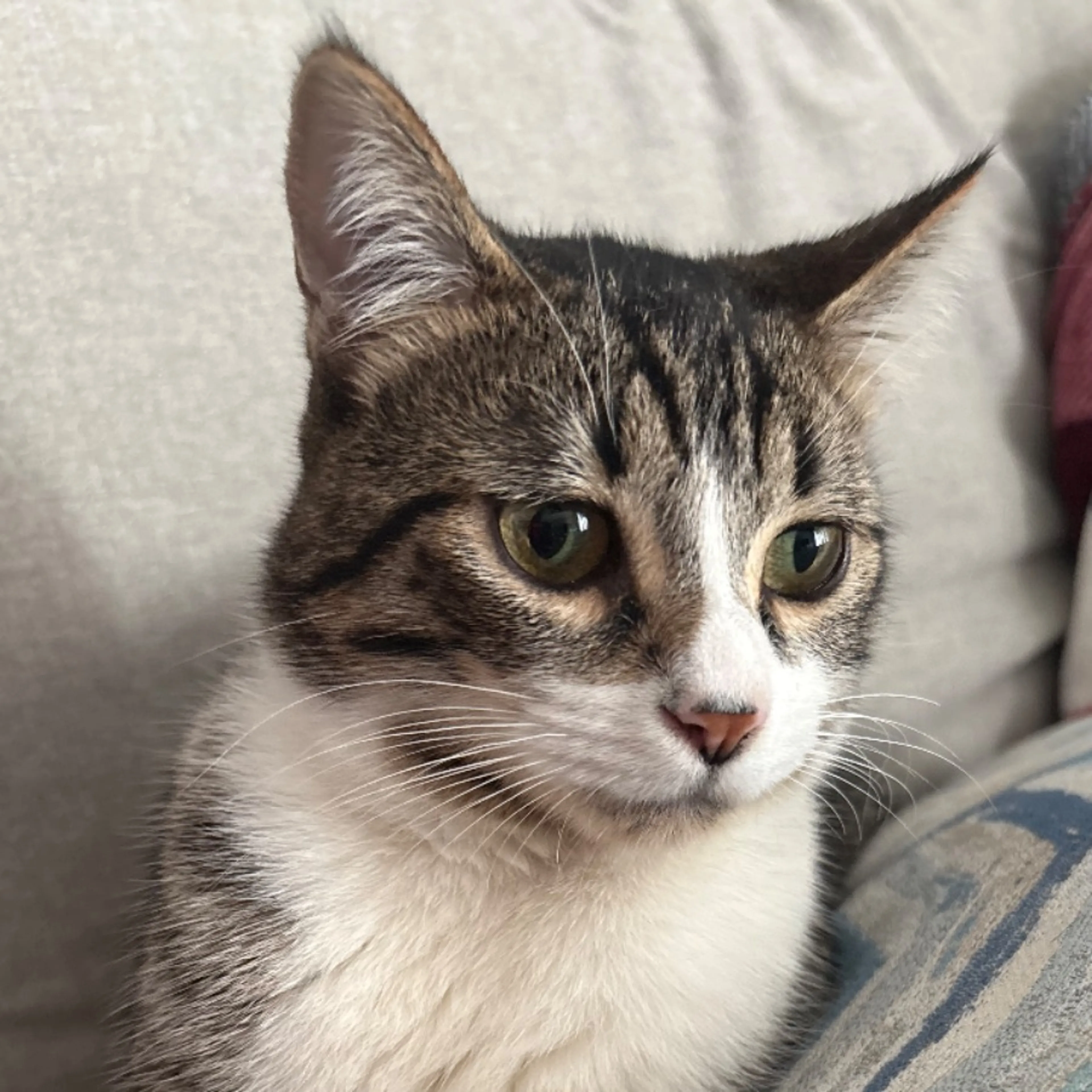 Lost pet