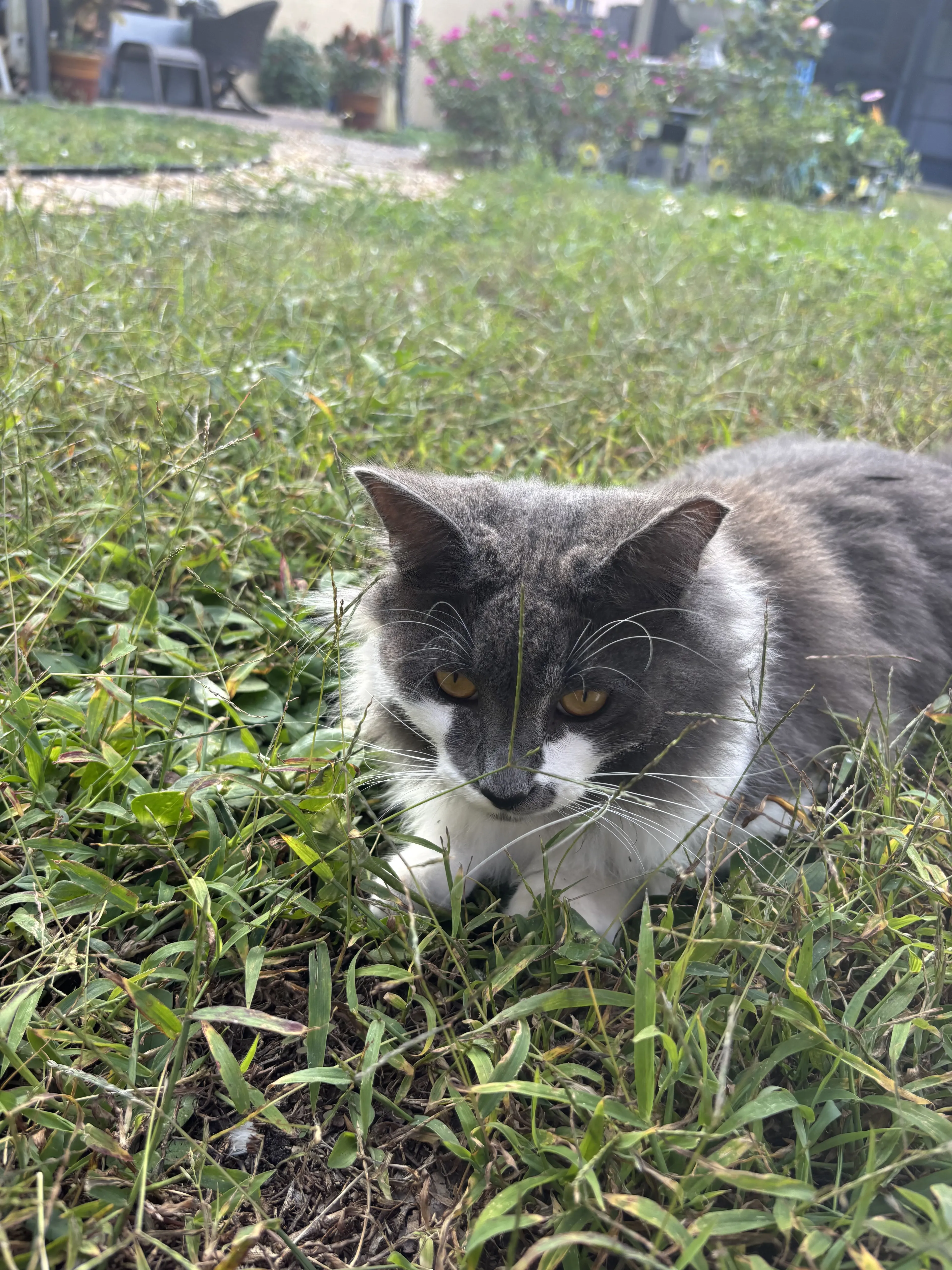 Lost pet-1