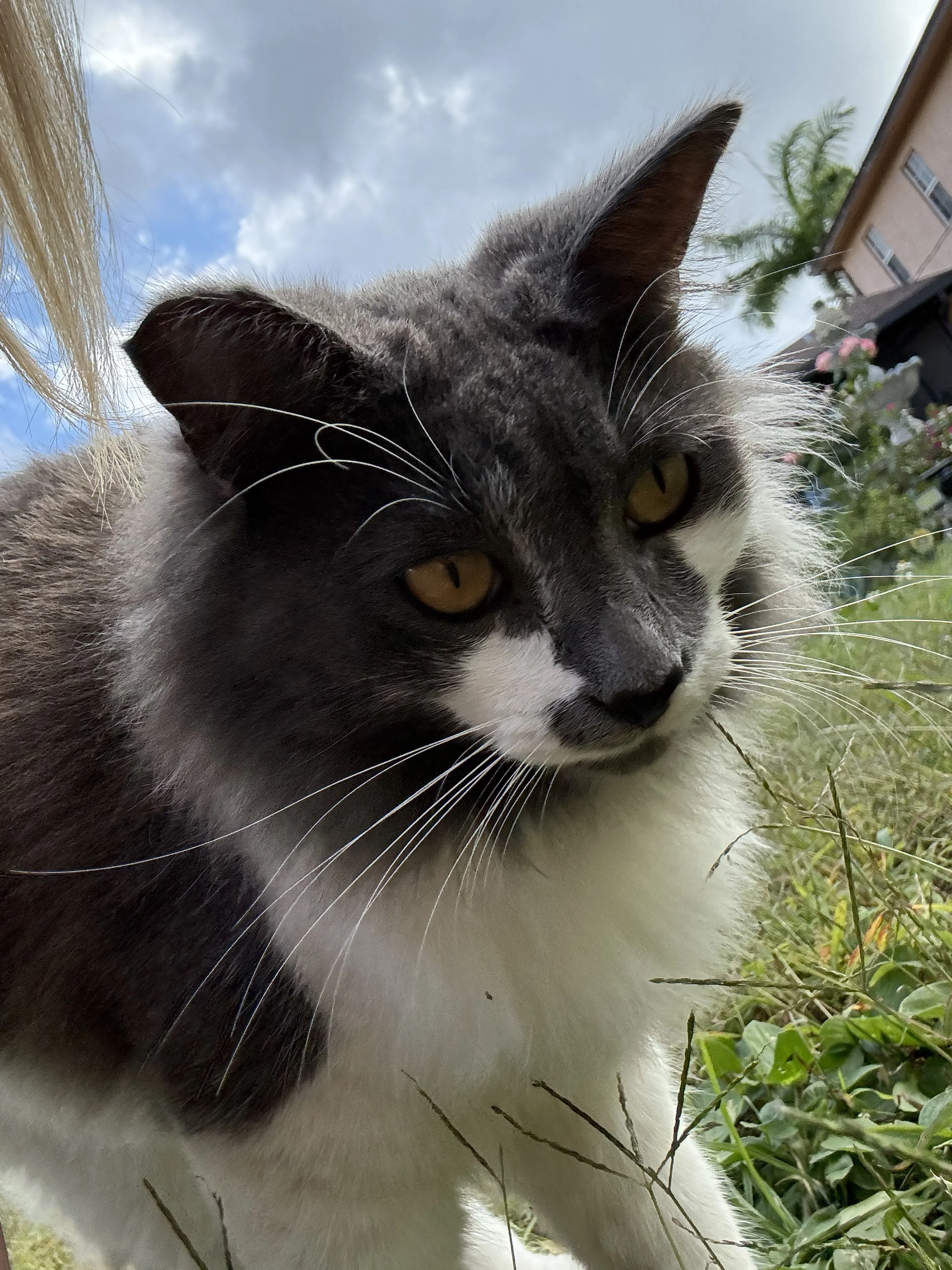 Lost pet-0