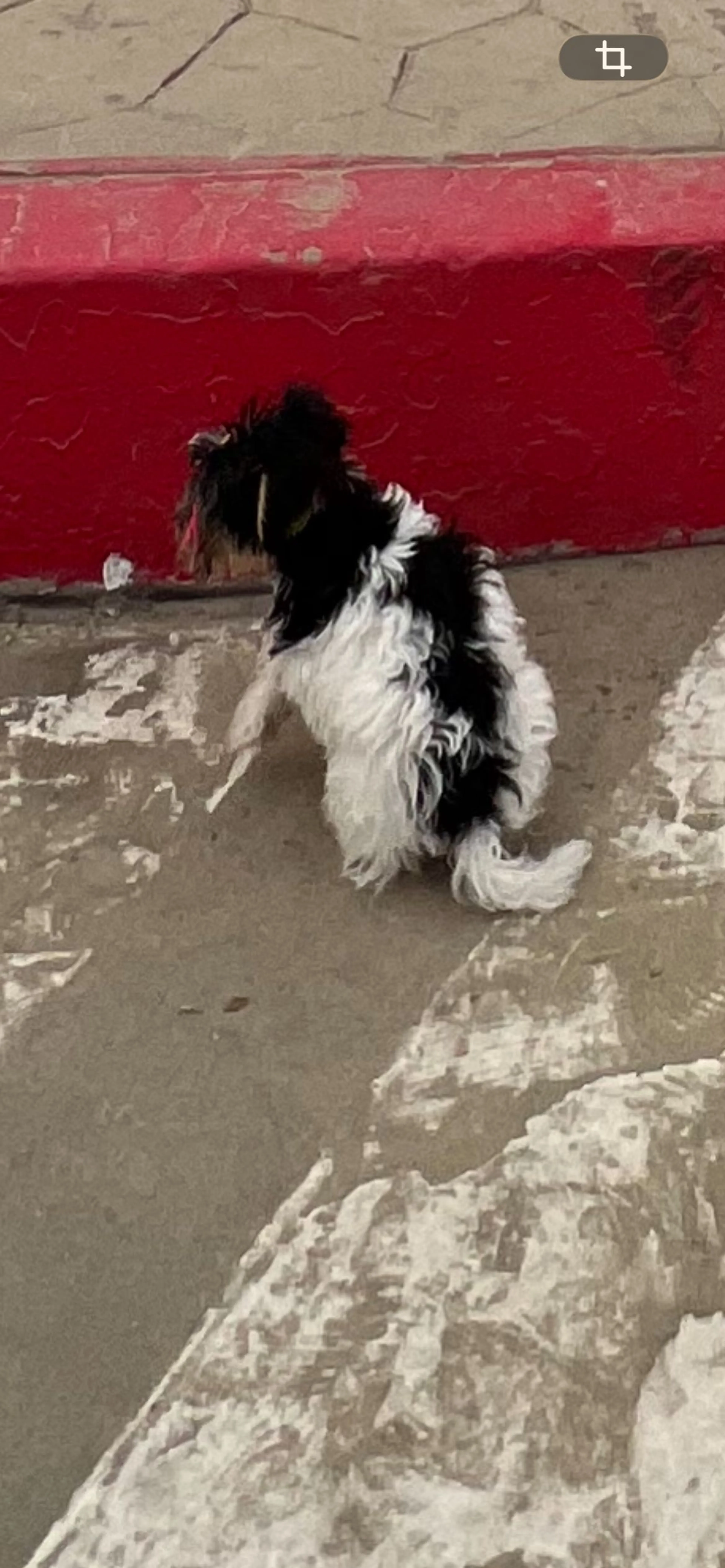Lost pet-1