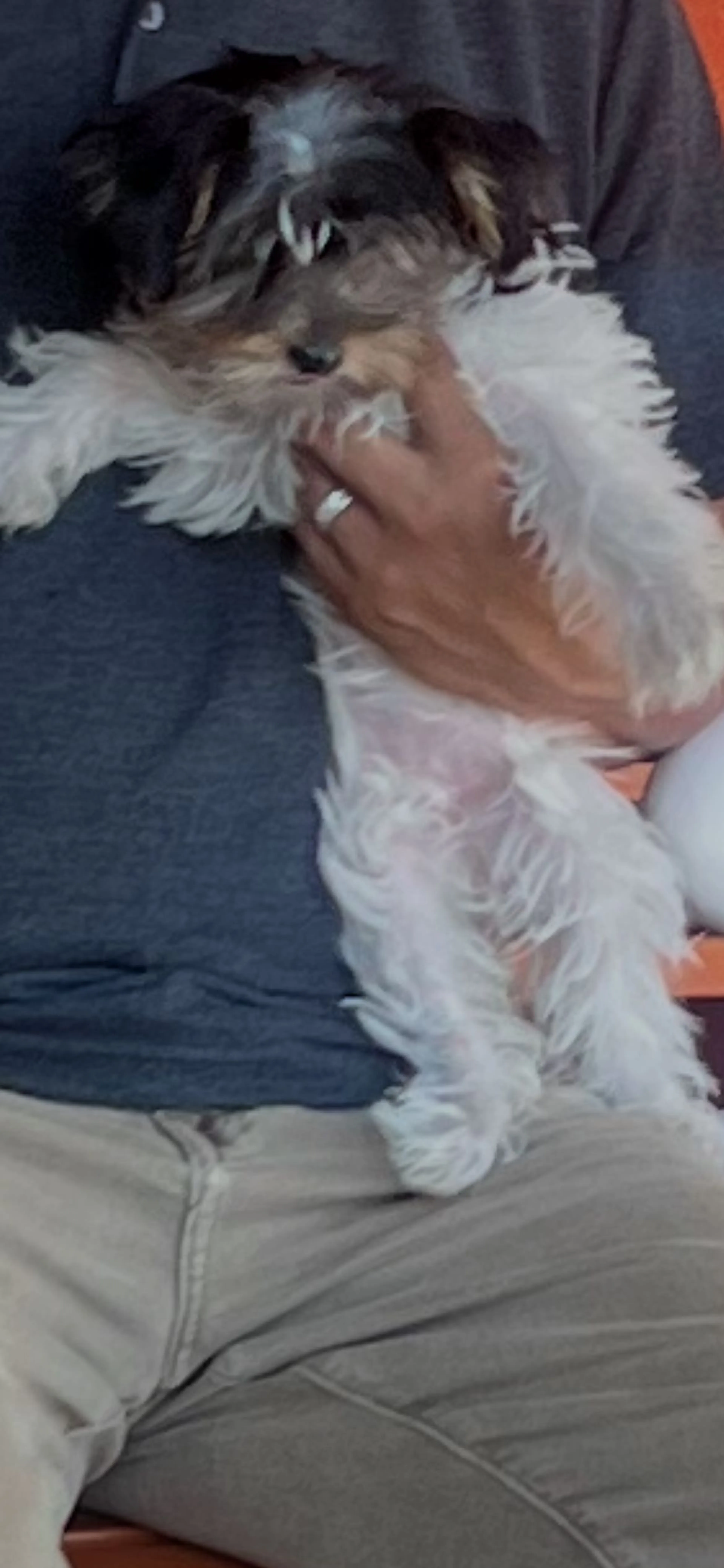 Lost pet-0
