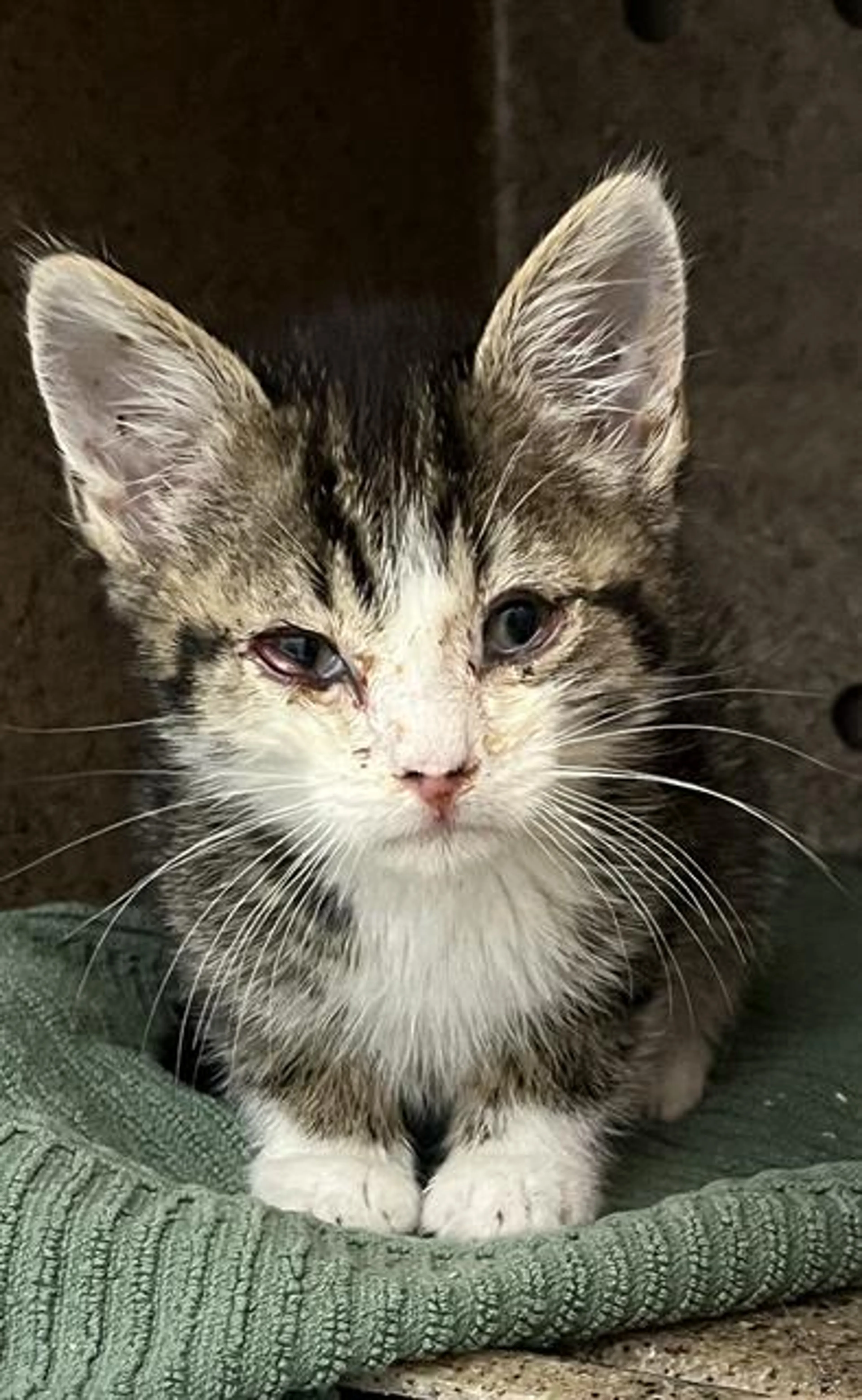 Found pet