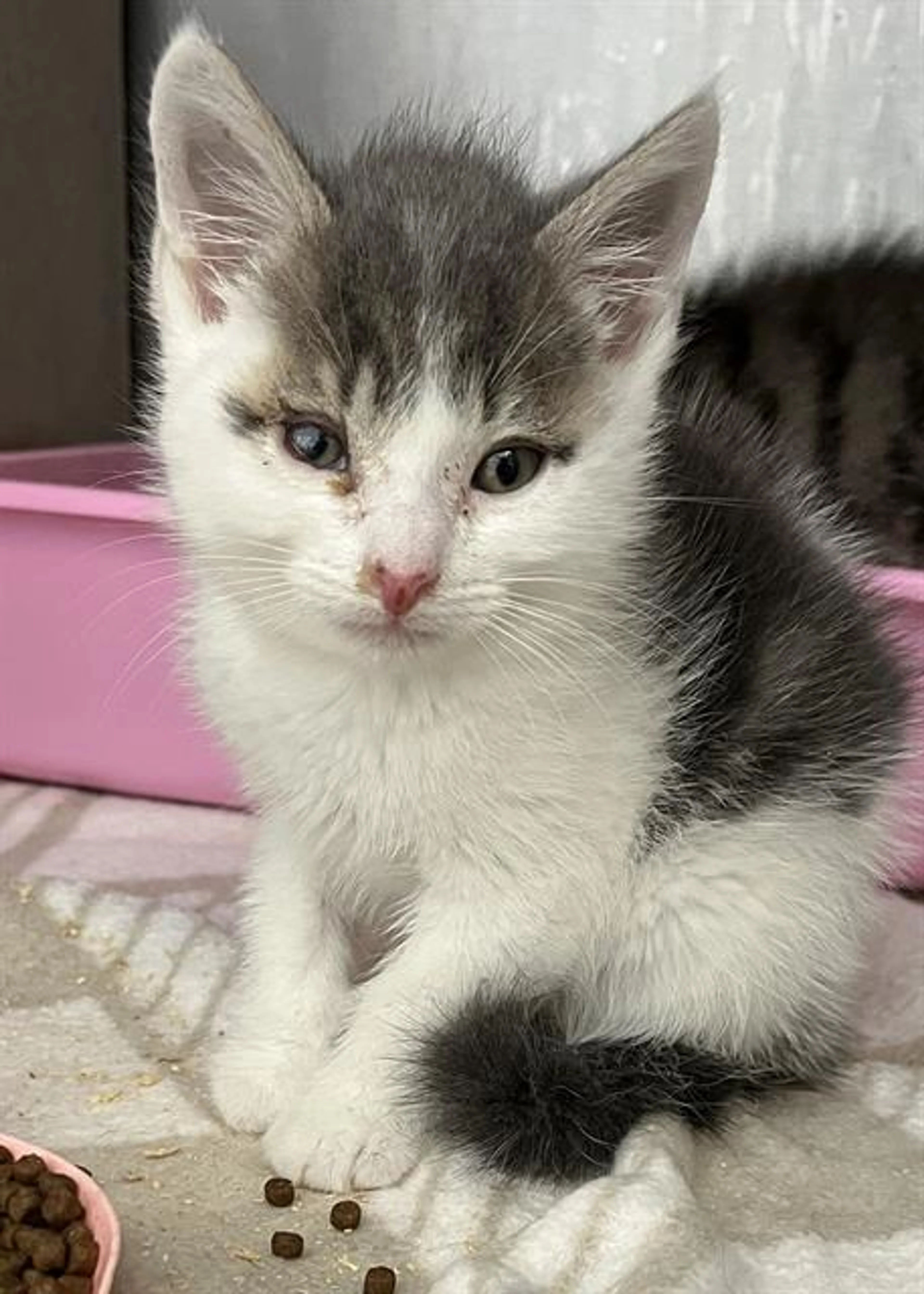 Found pet