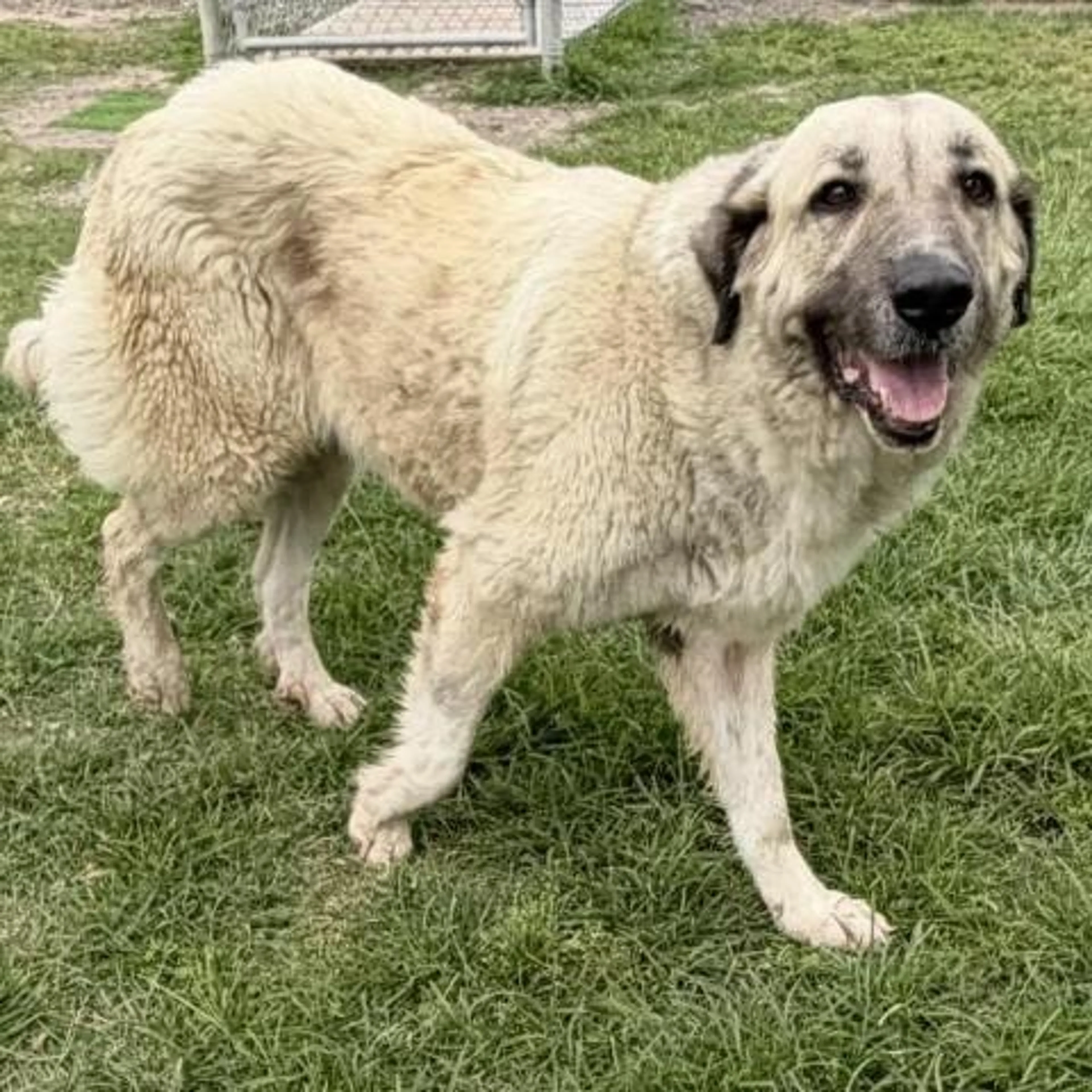 Found pet