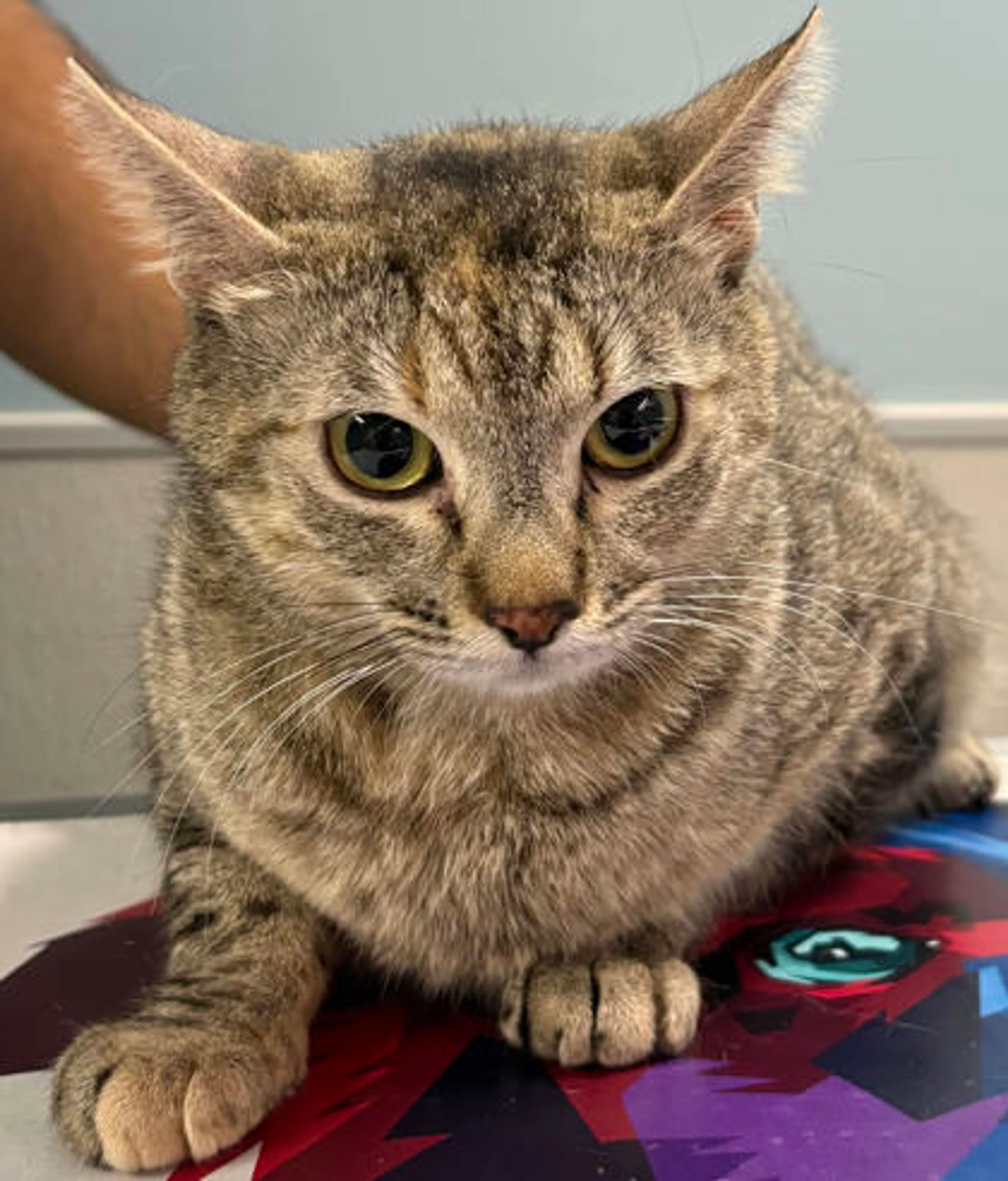 Found pet