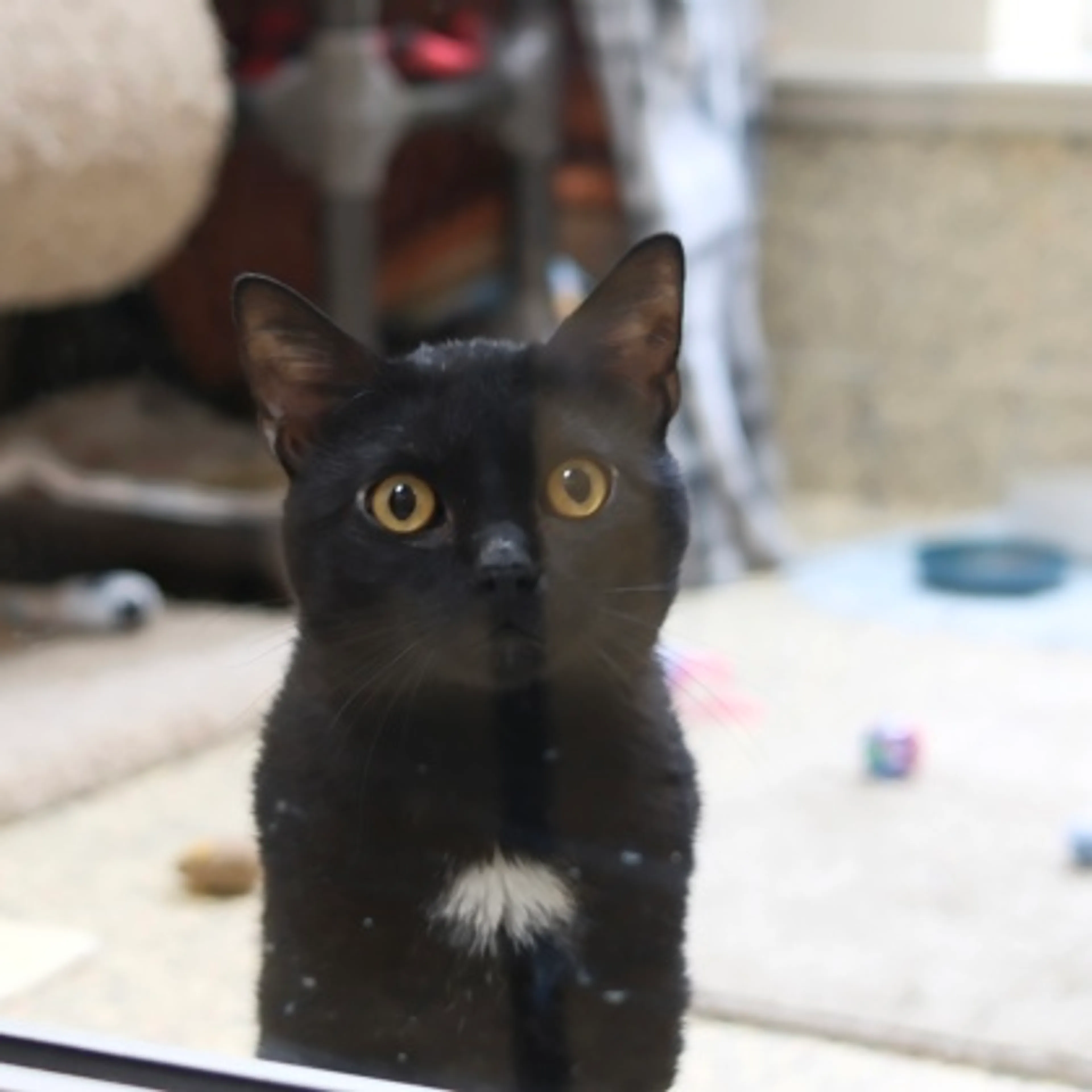 Found pet
