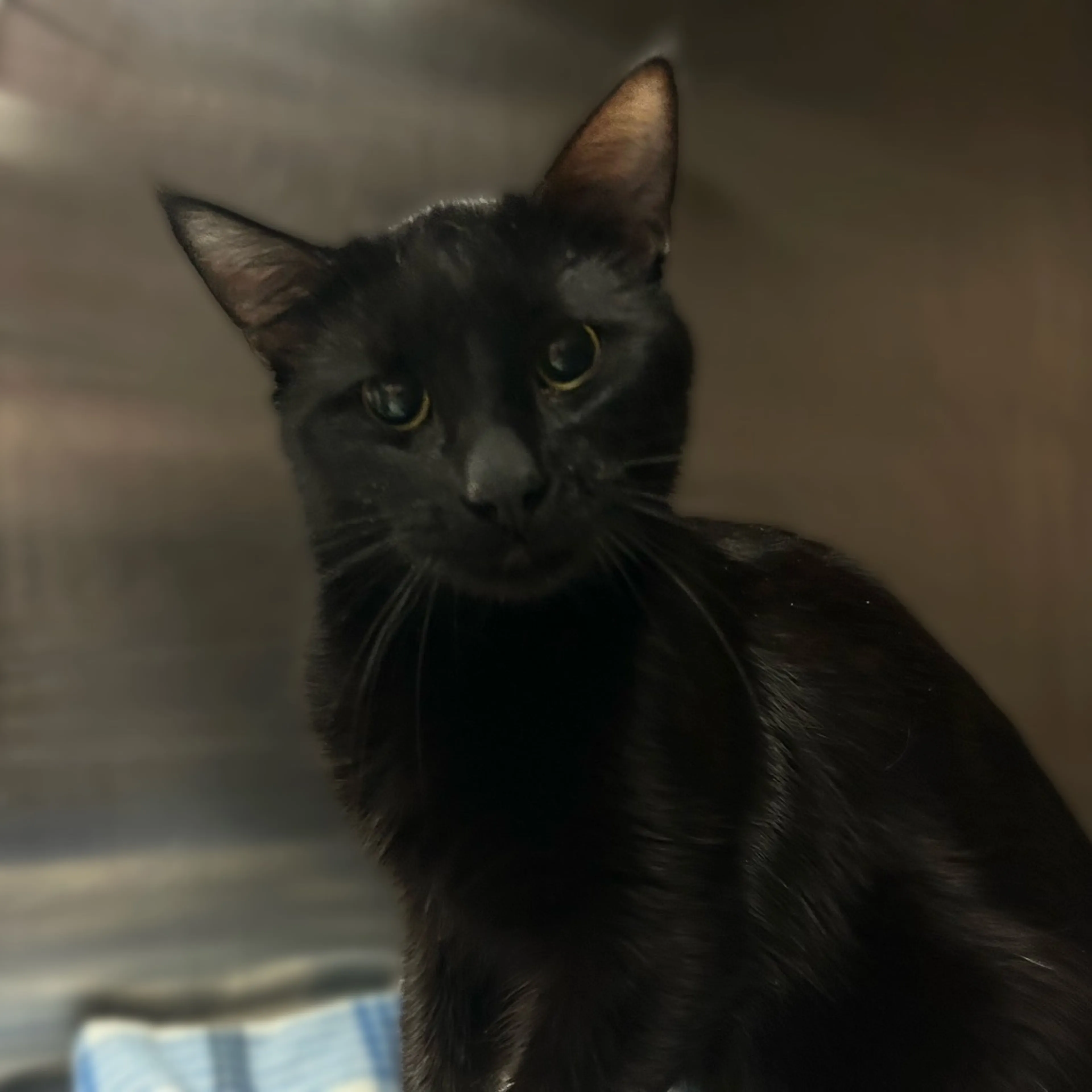 Found pet