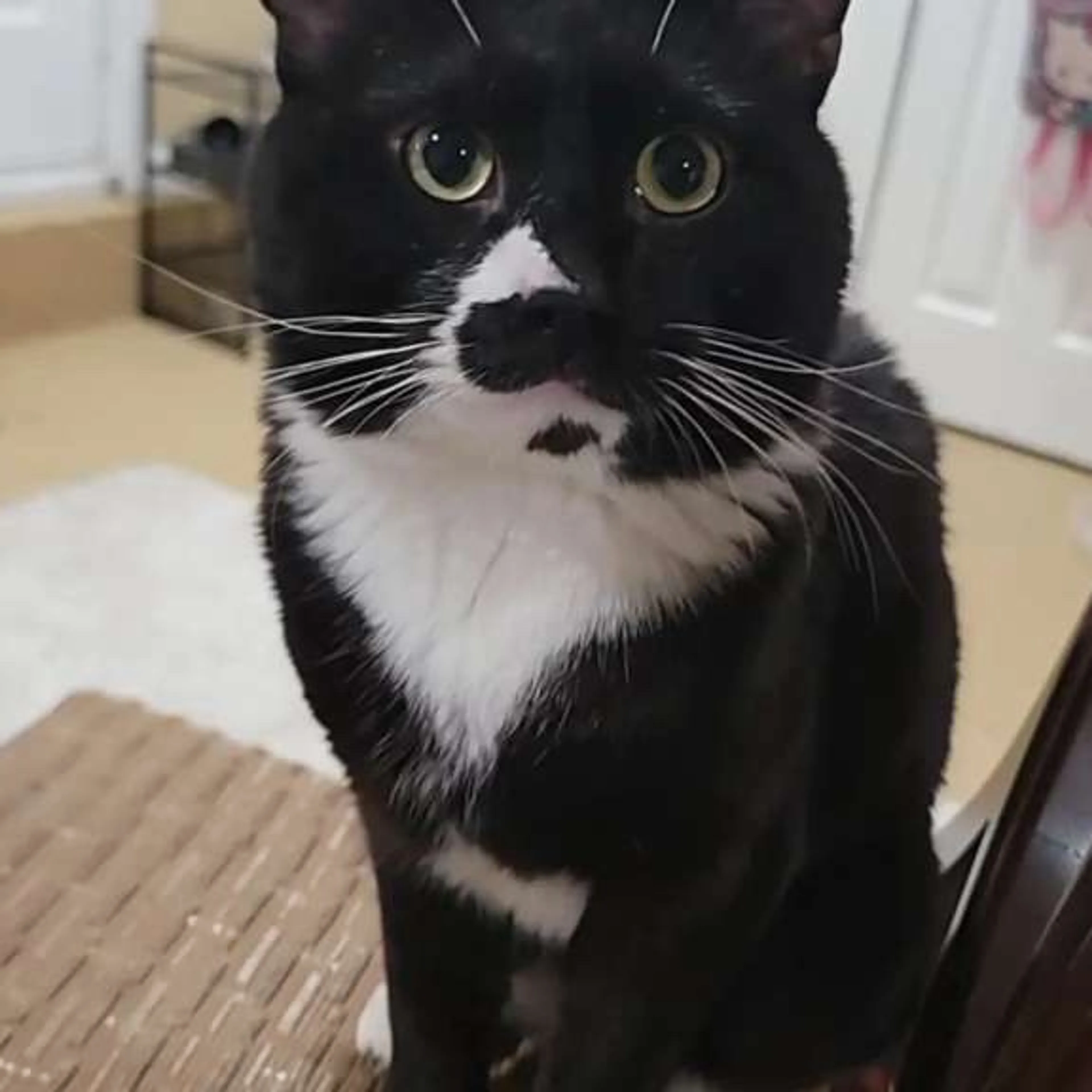 Lost pet