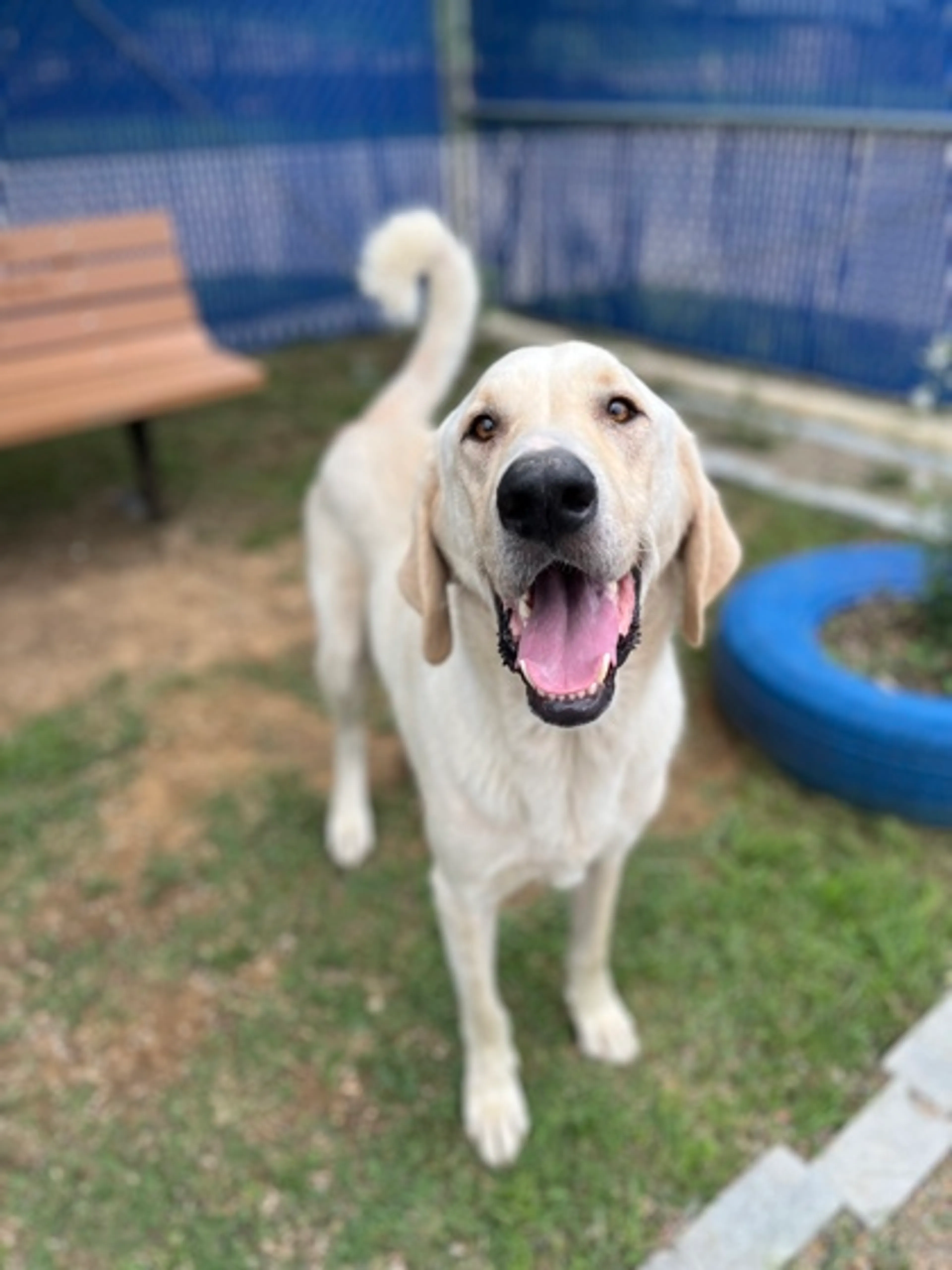 Found pet-2