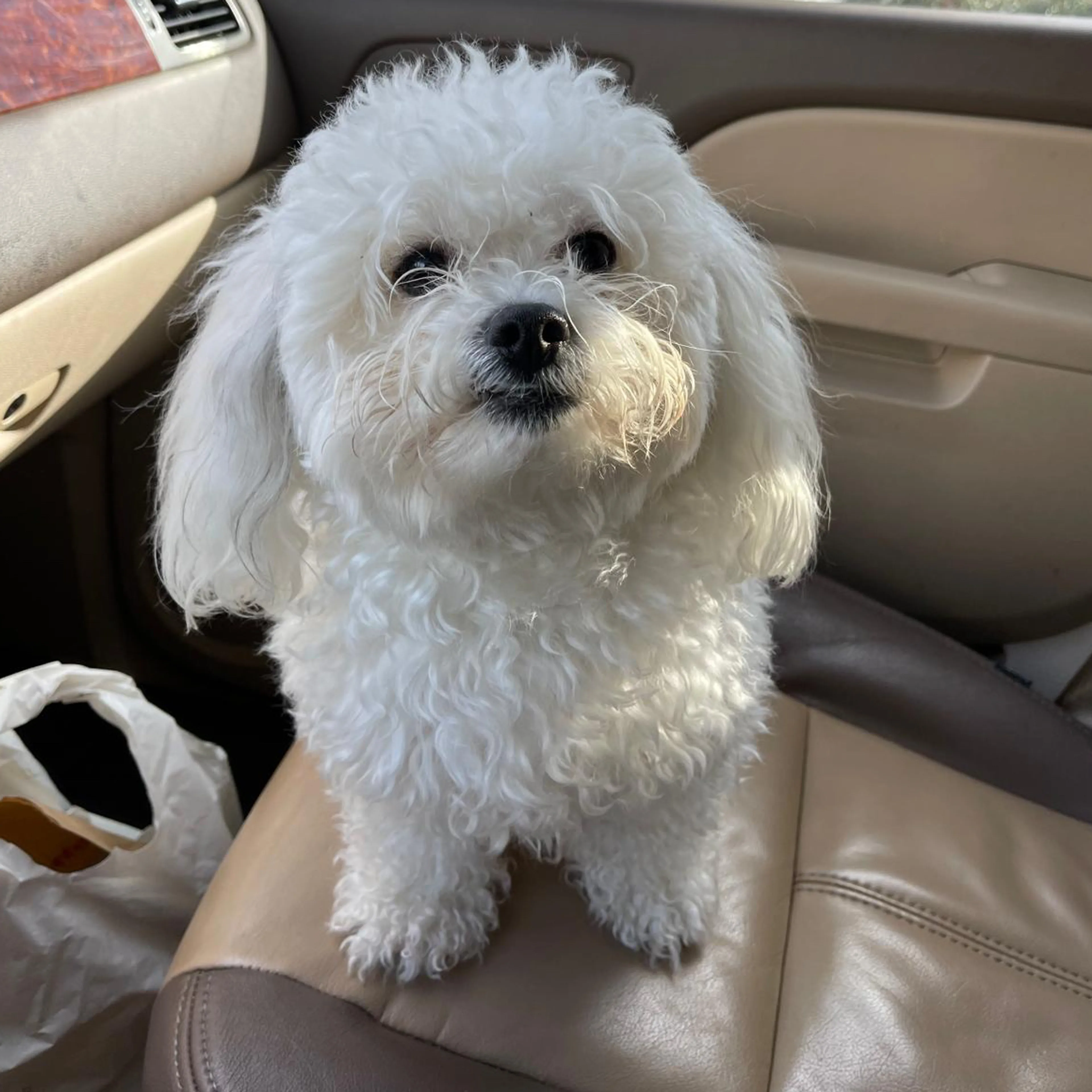 Lost pet-1