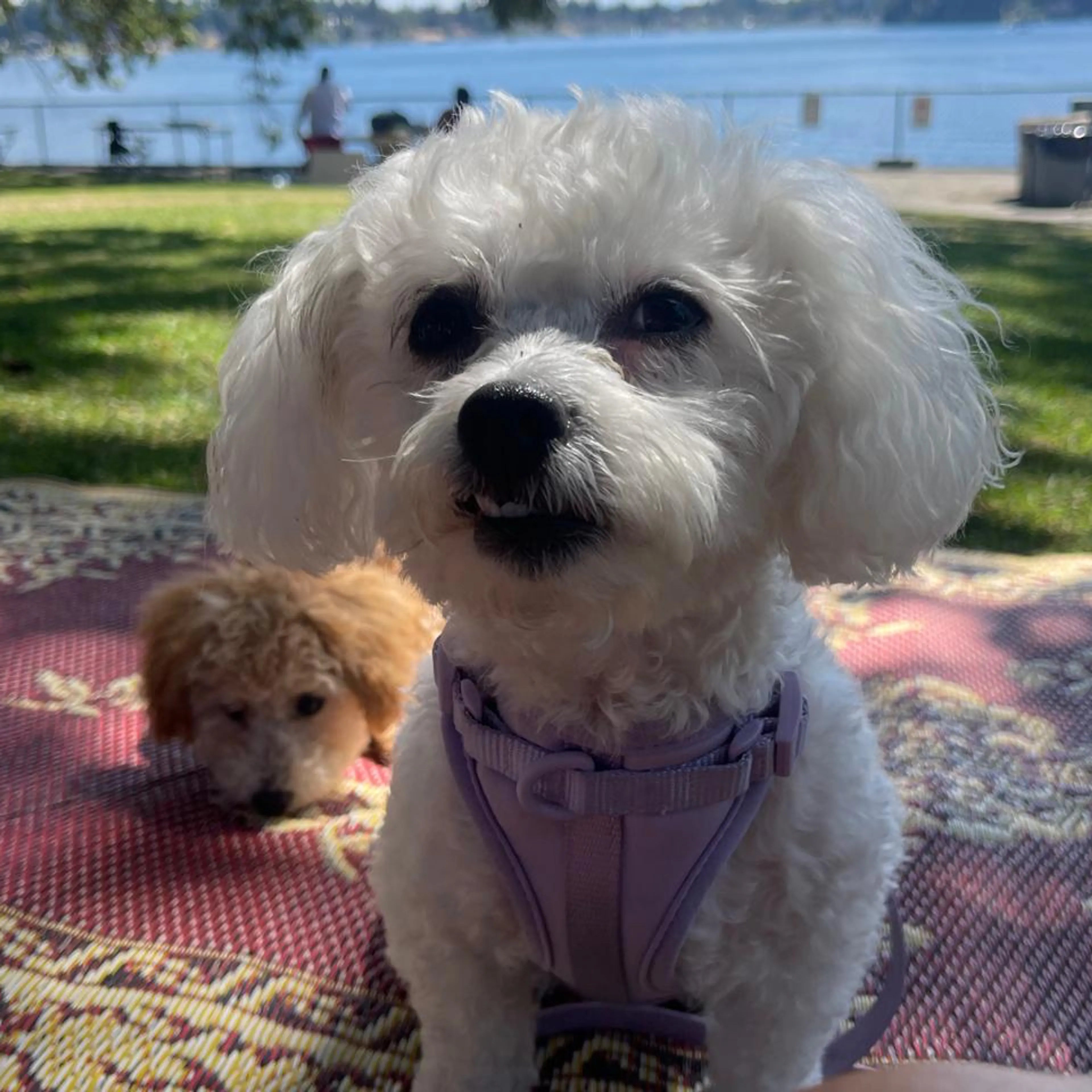 Lost pet-2