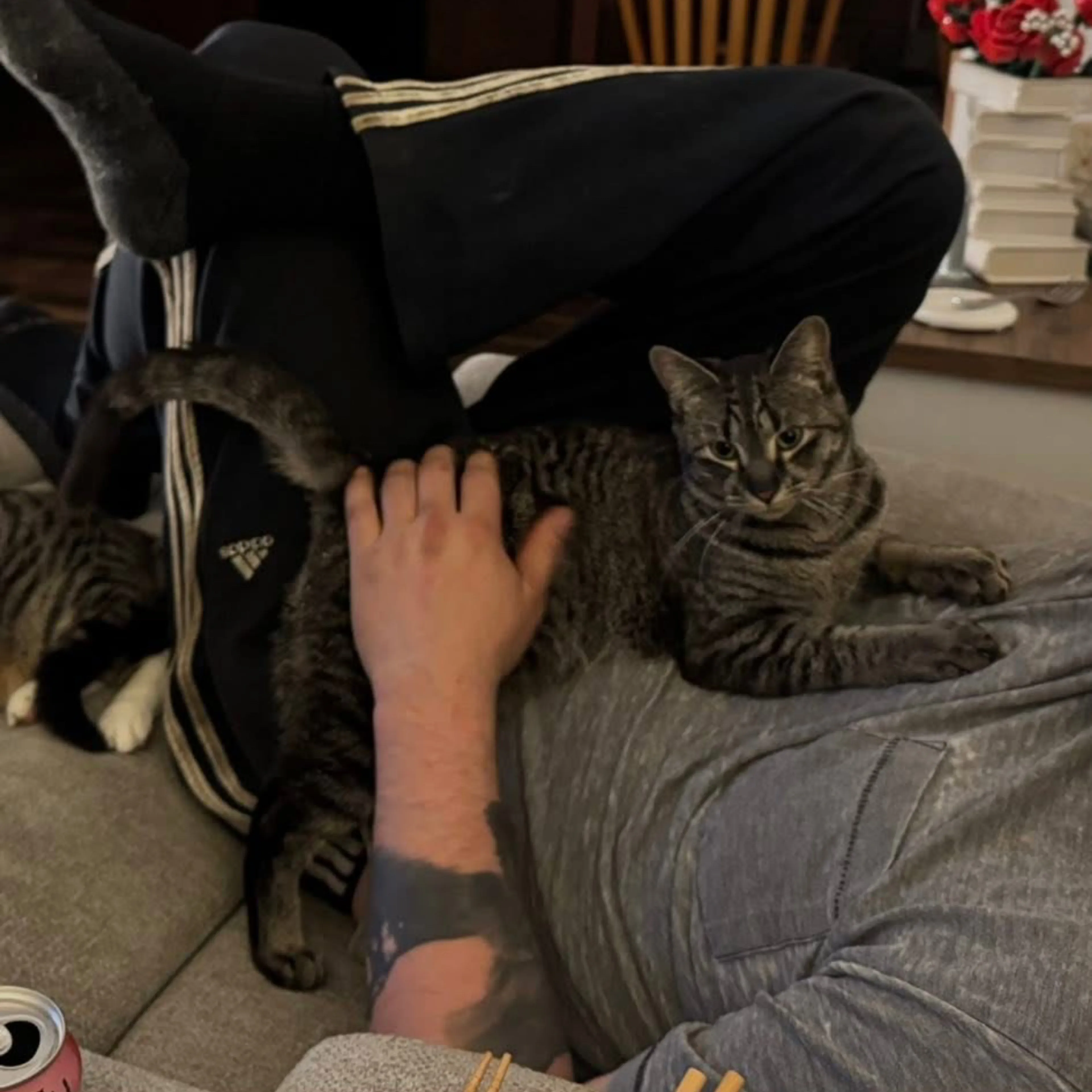Lost pet-1