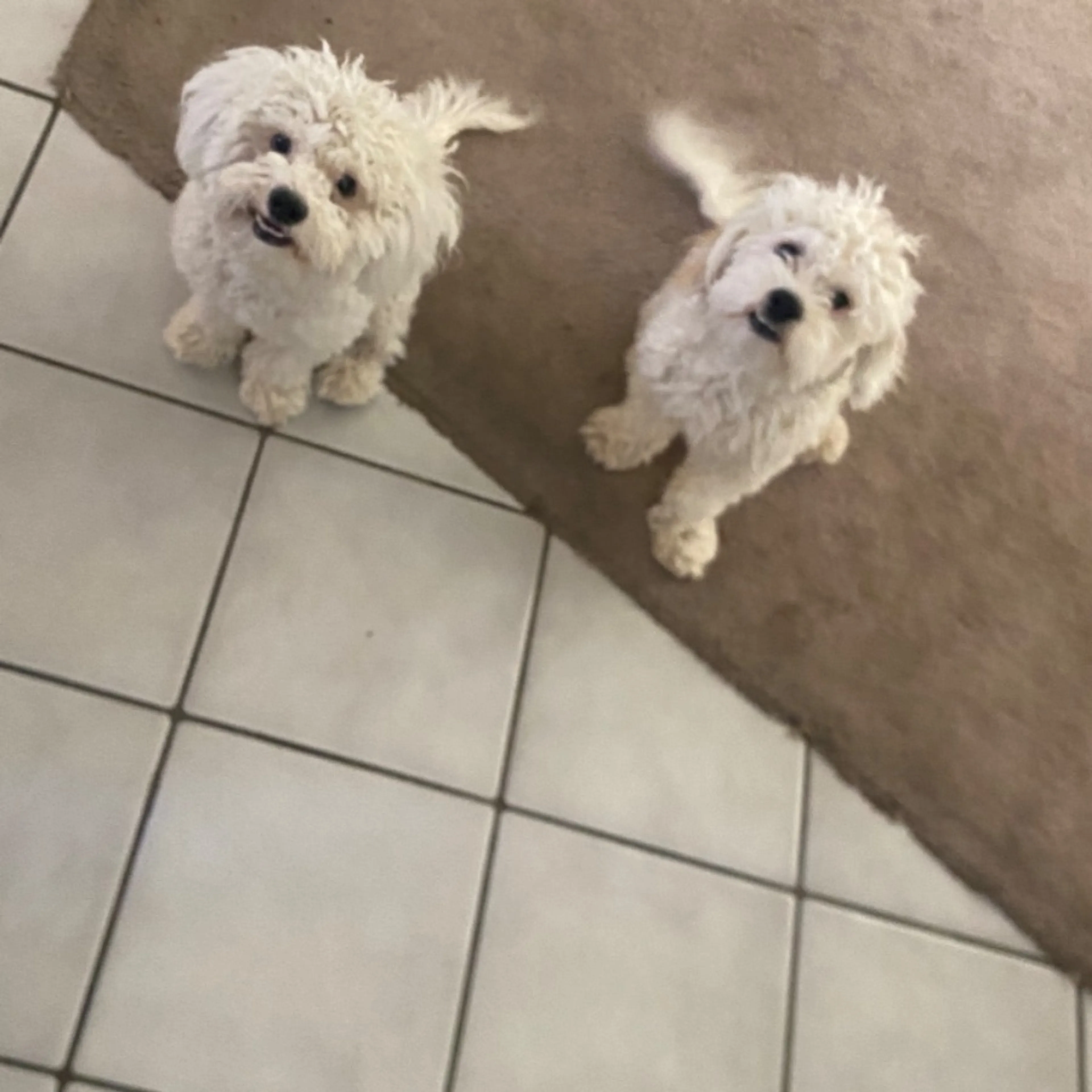 Lost pet