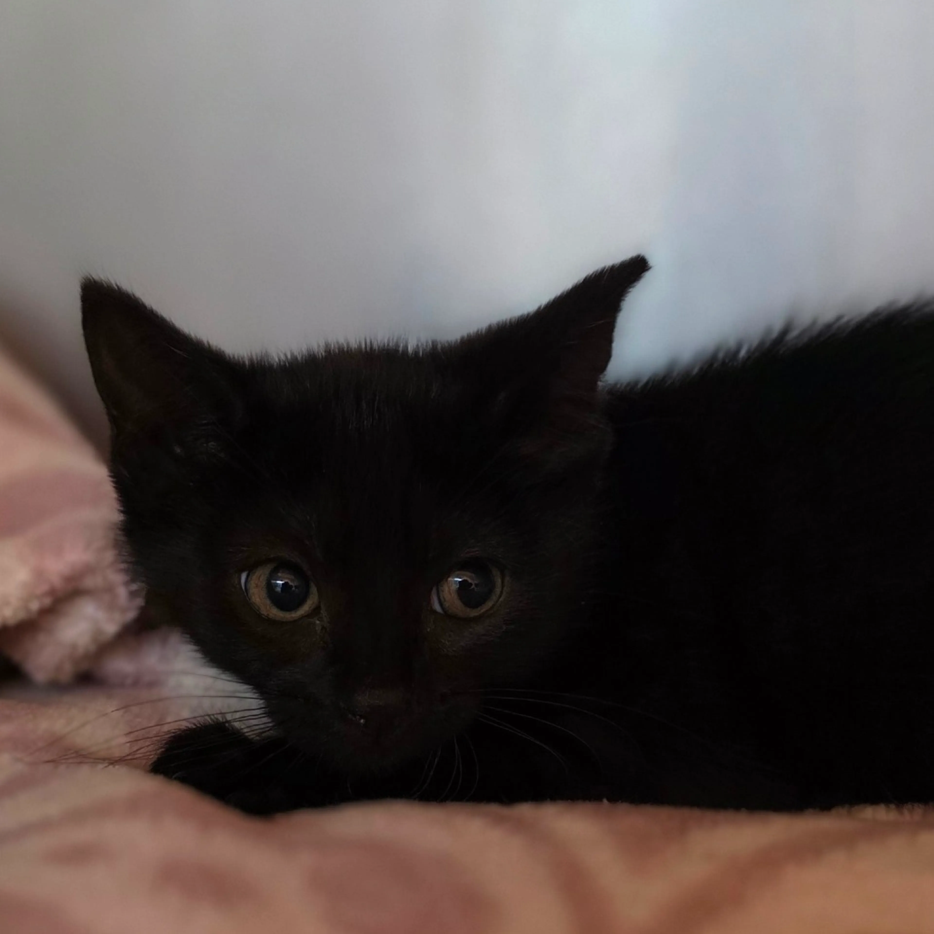 Found pet-1