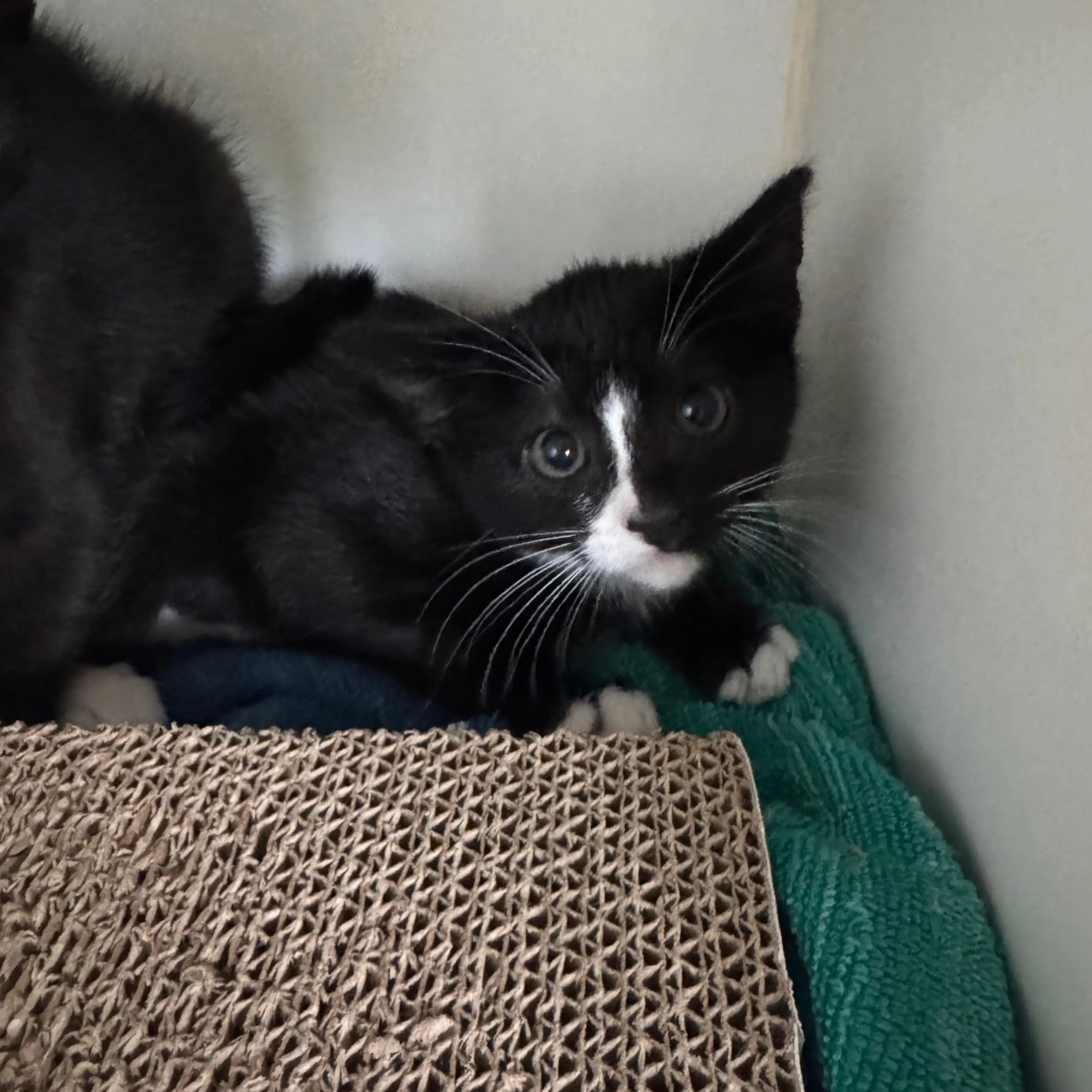 Found pet-2