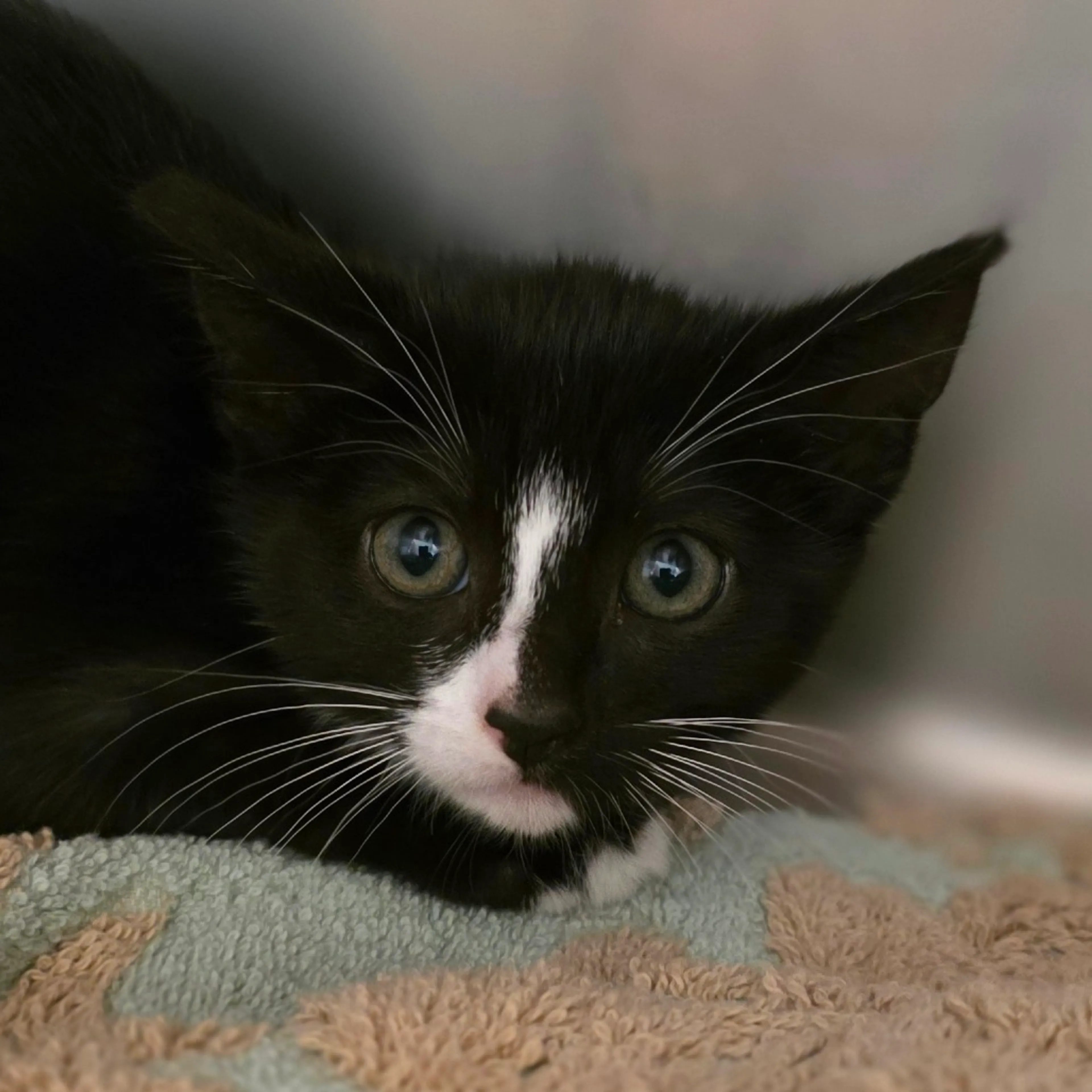 Found pet-1