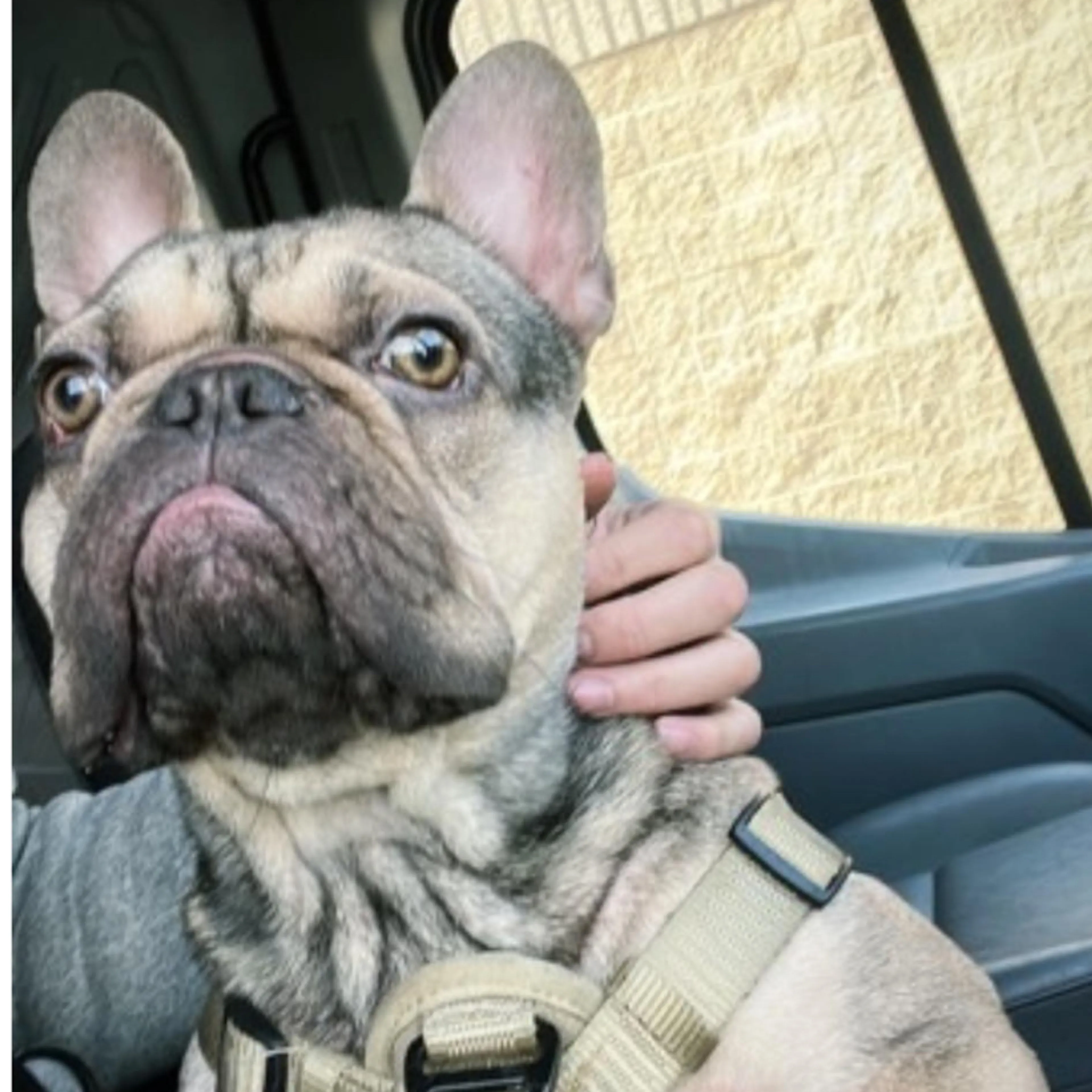 Lost pet-2