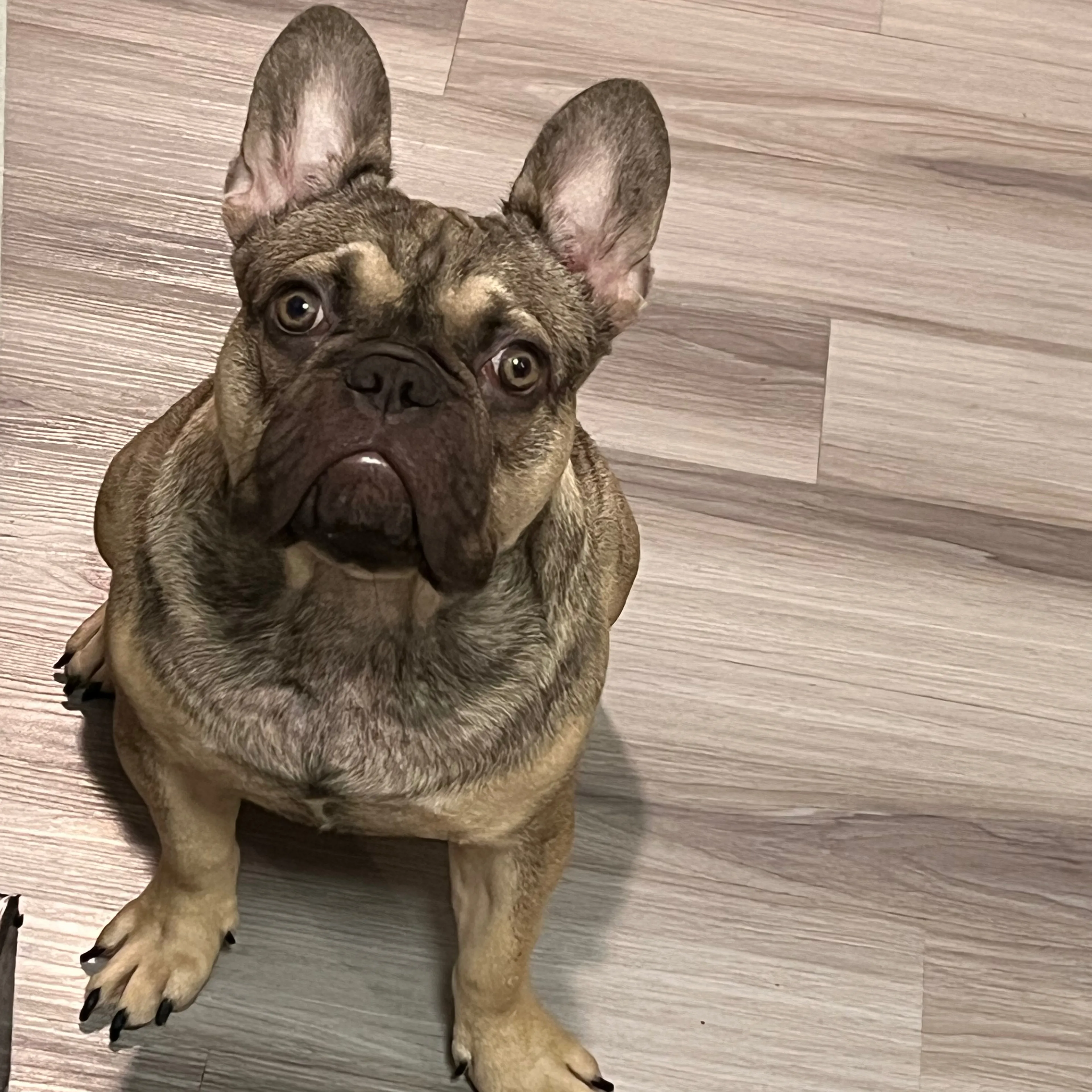 Lost pet-1