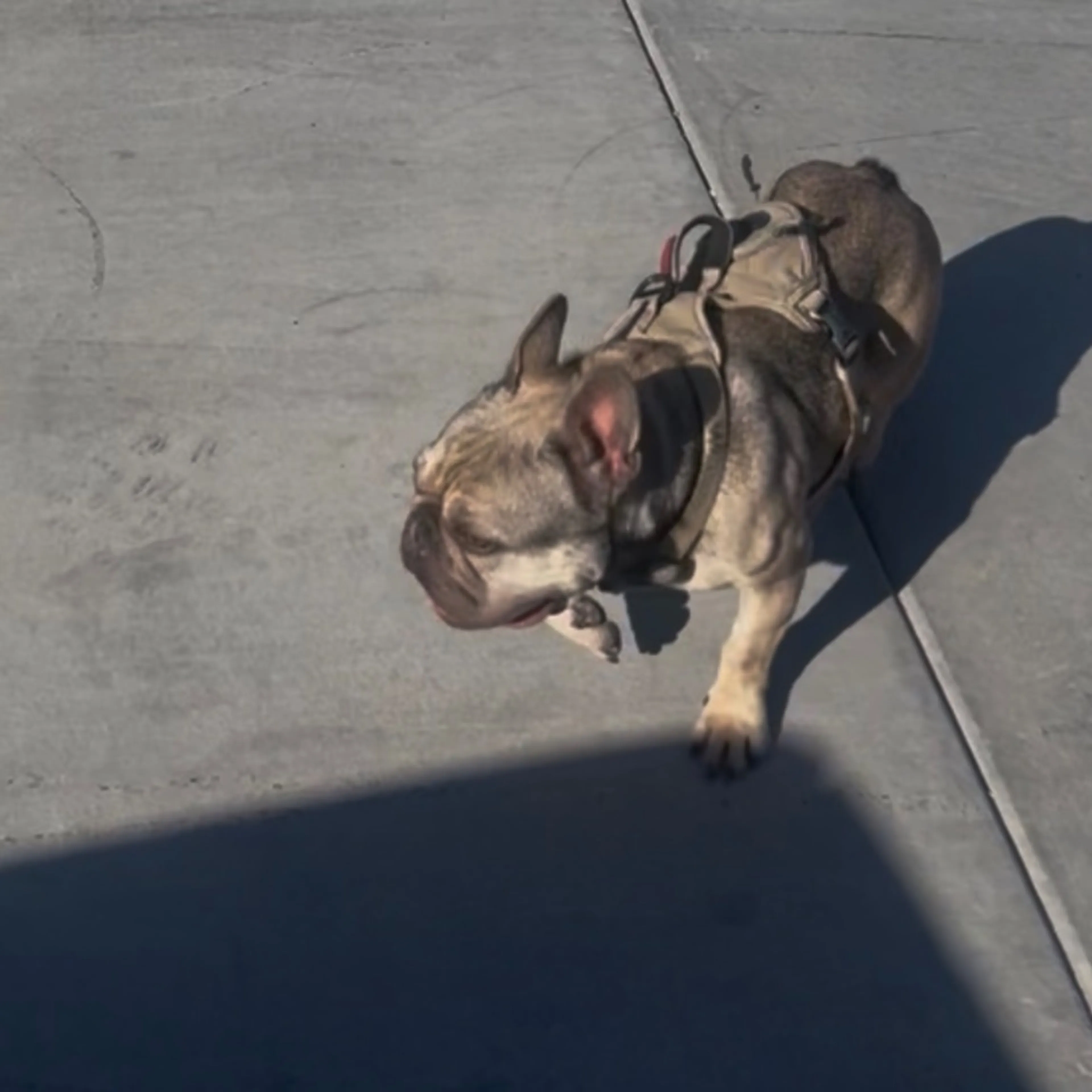 Lost pet-0