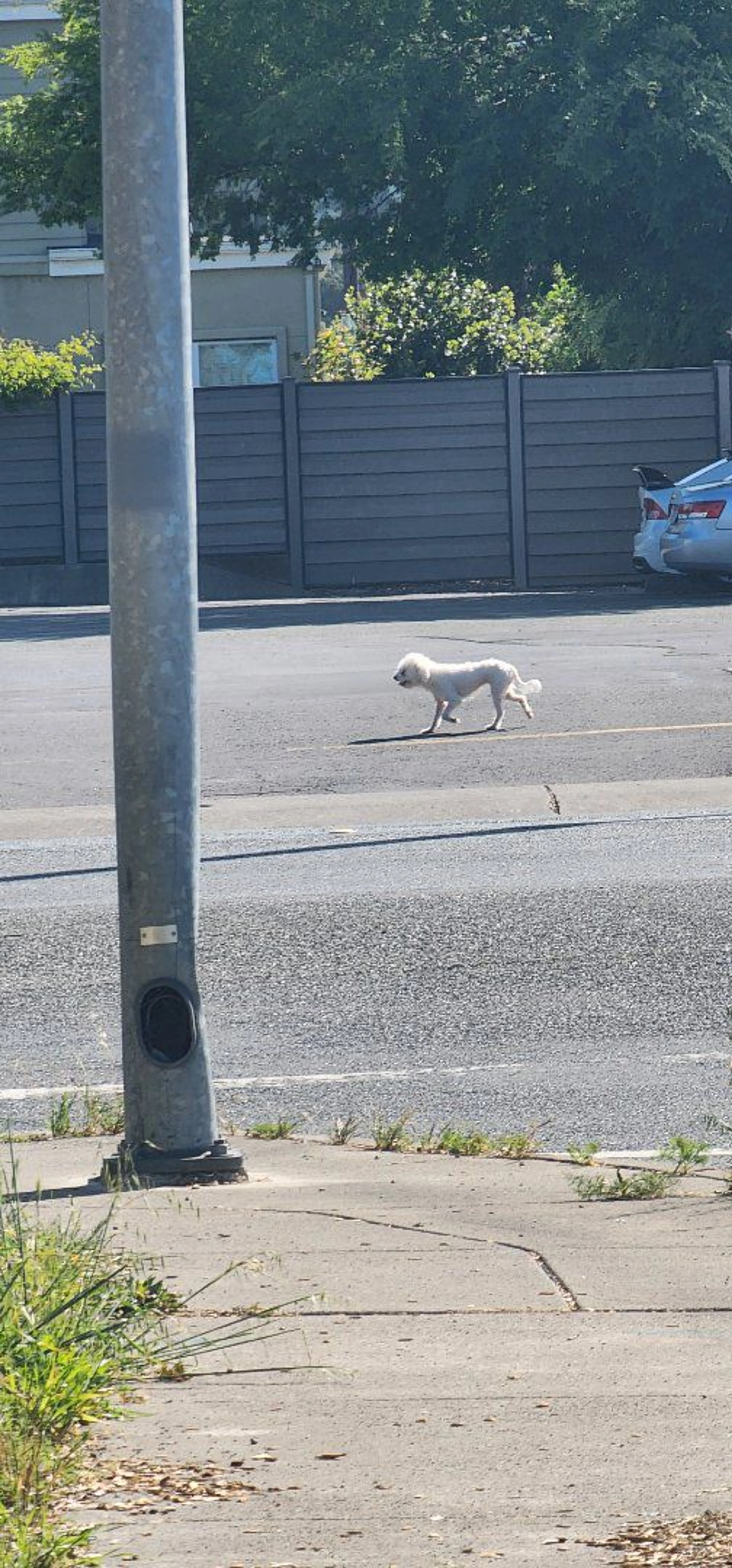 Lost pet-1