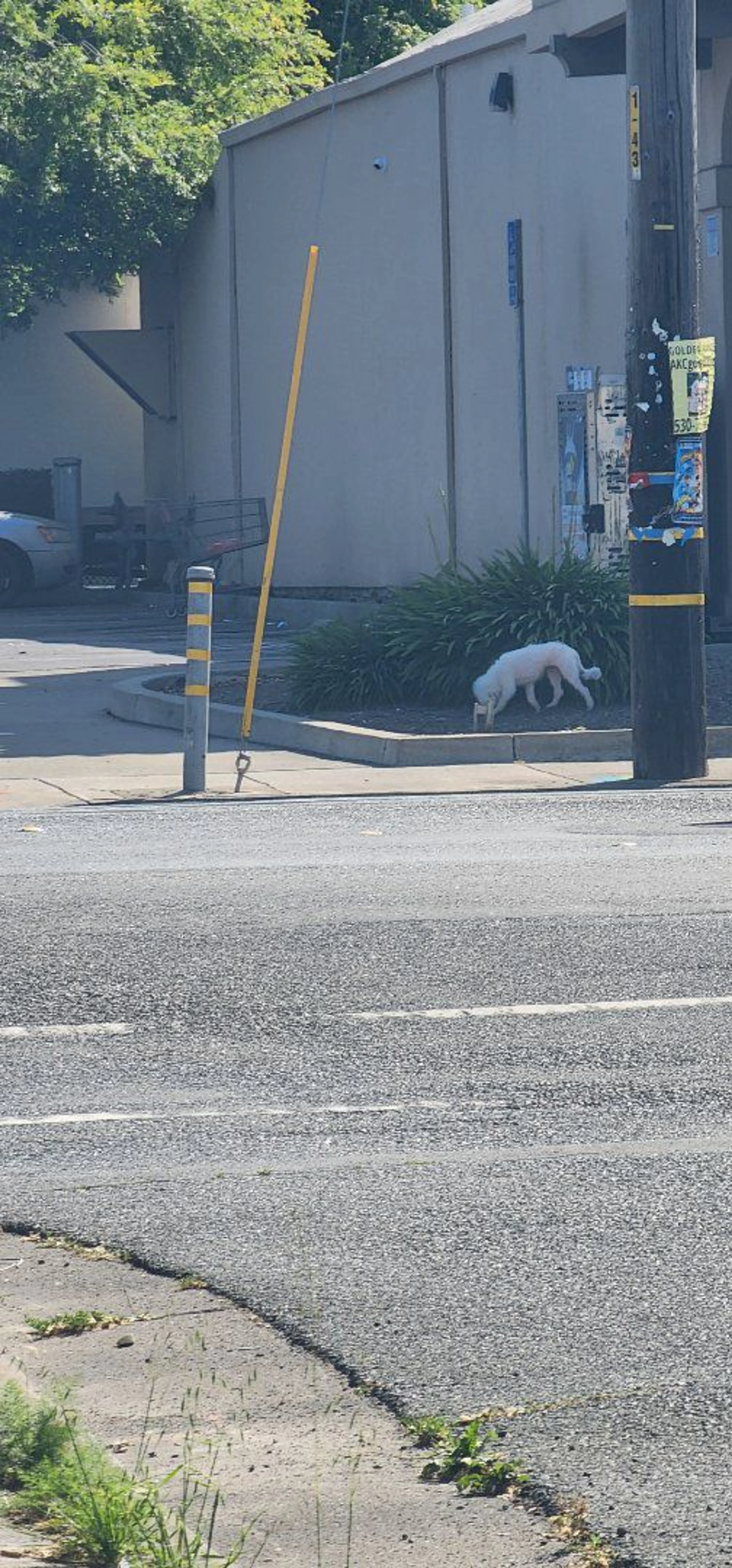 Lost pet-0
