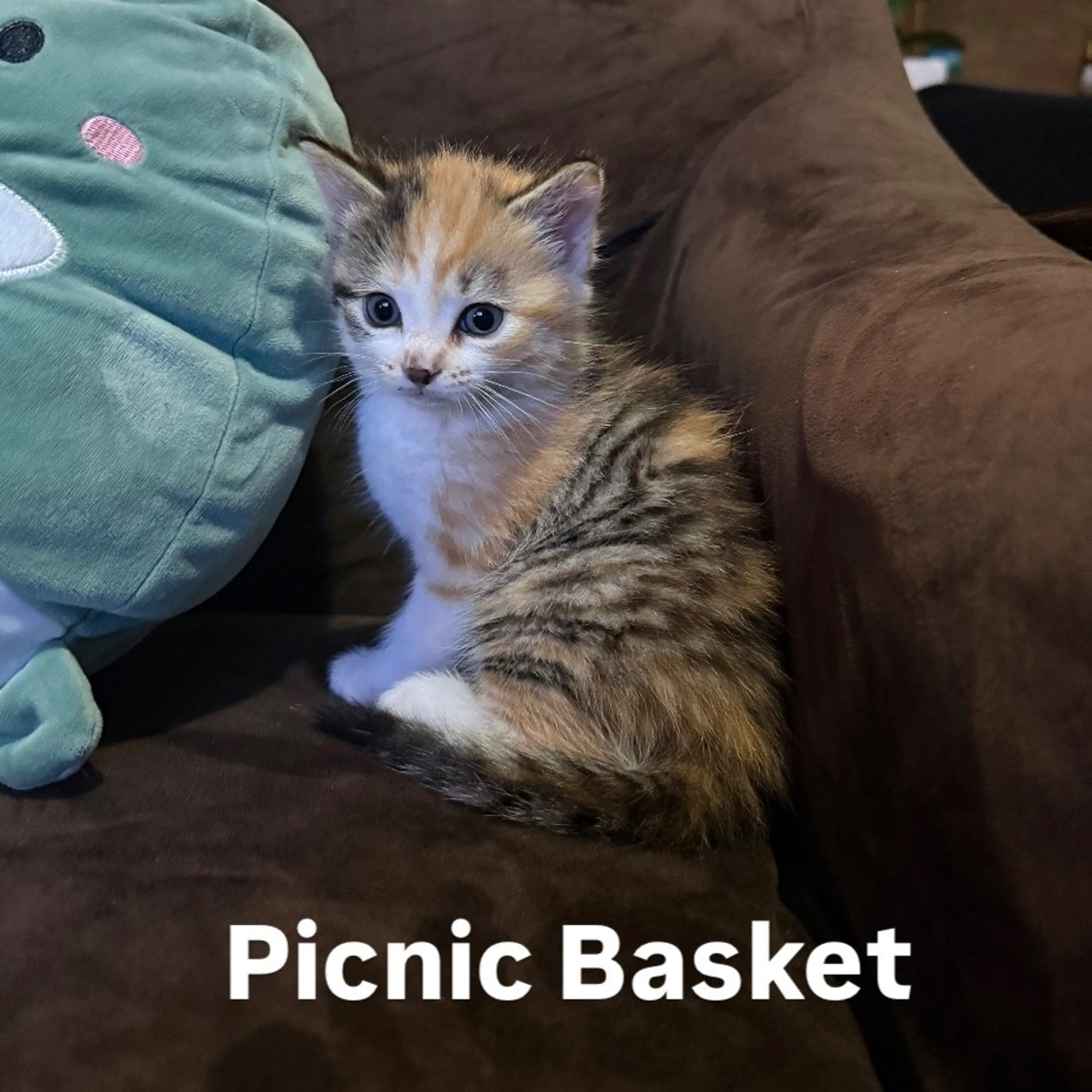 Found pet-0