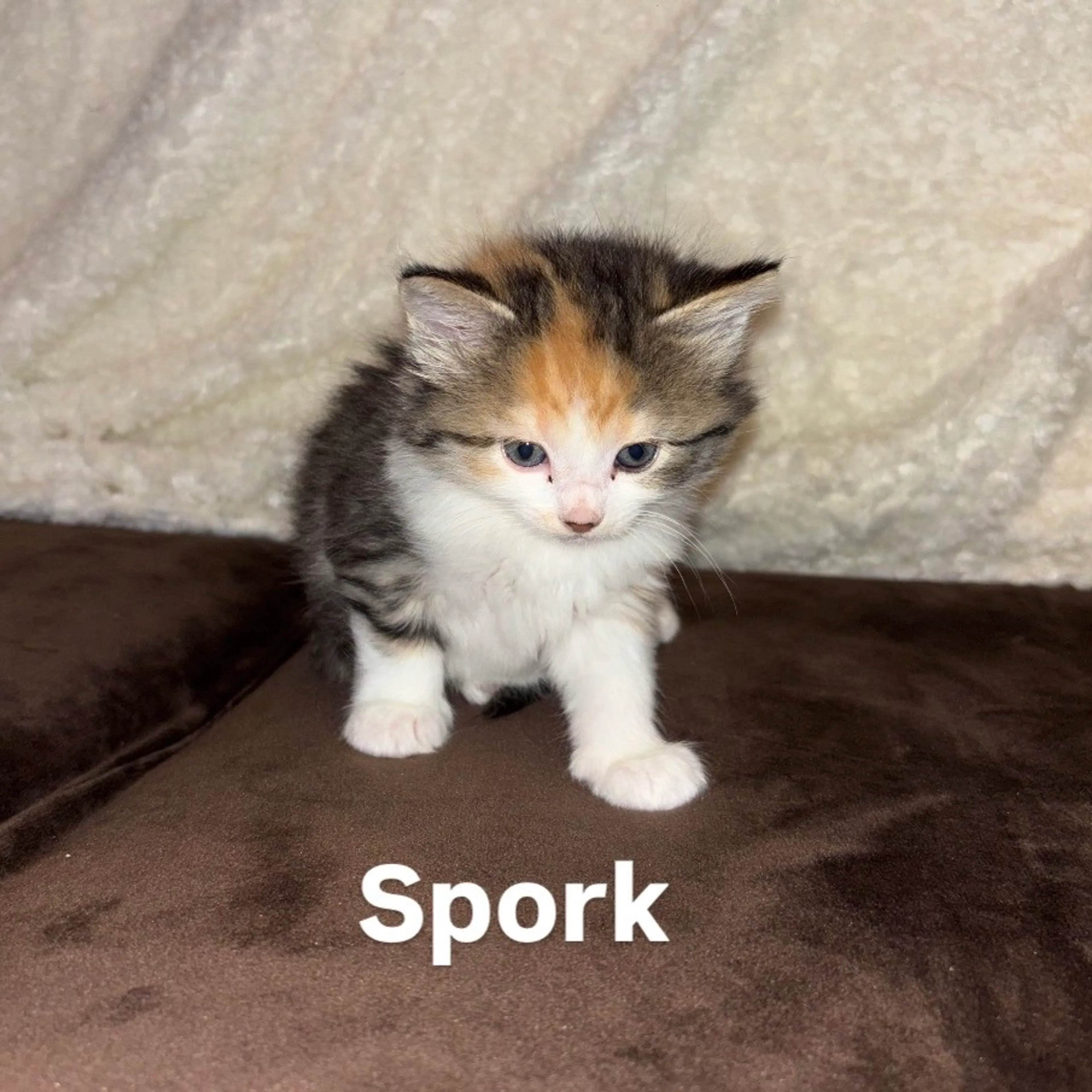 Found pet-0