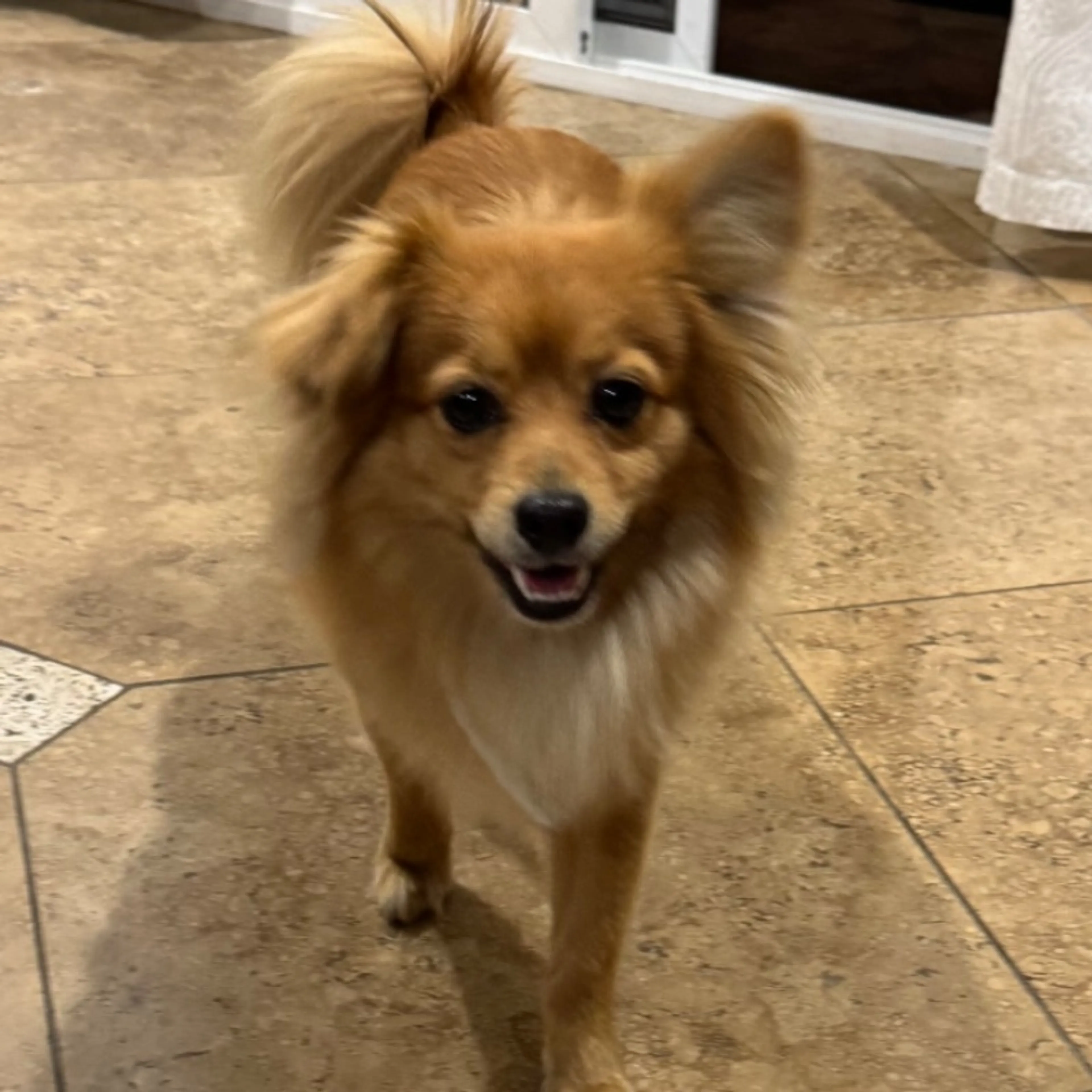 Found pet