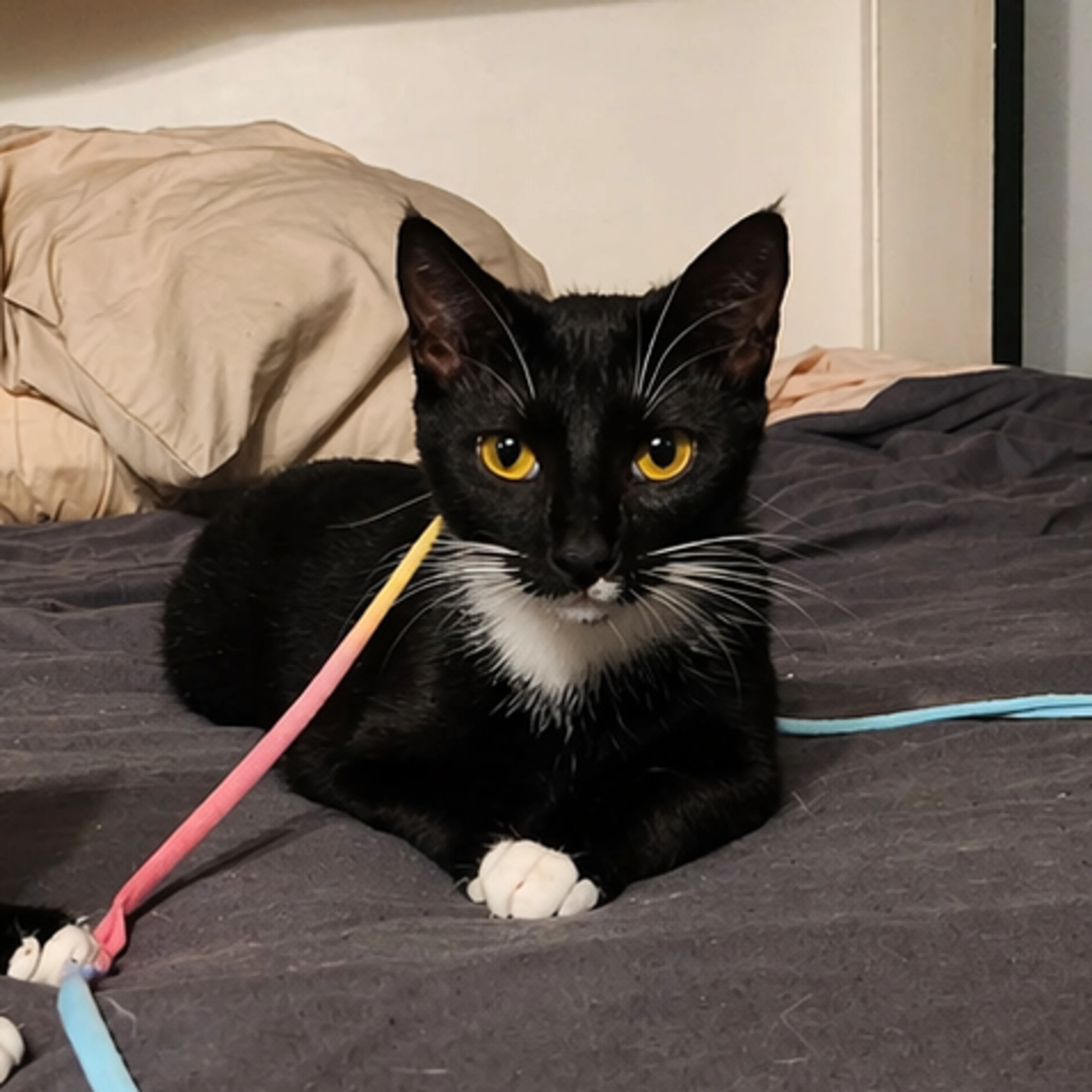 Found pet