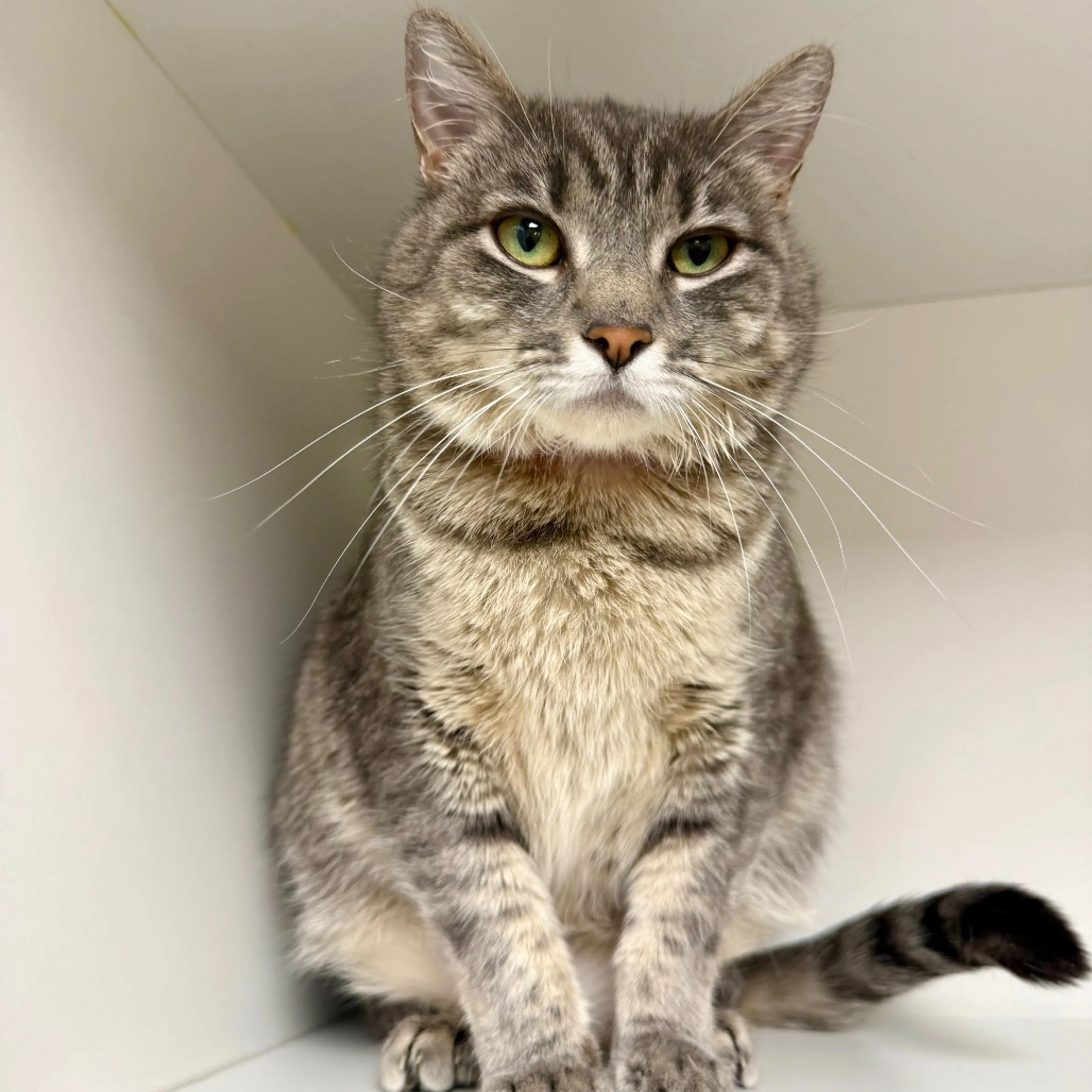 Found pet-2